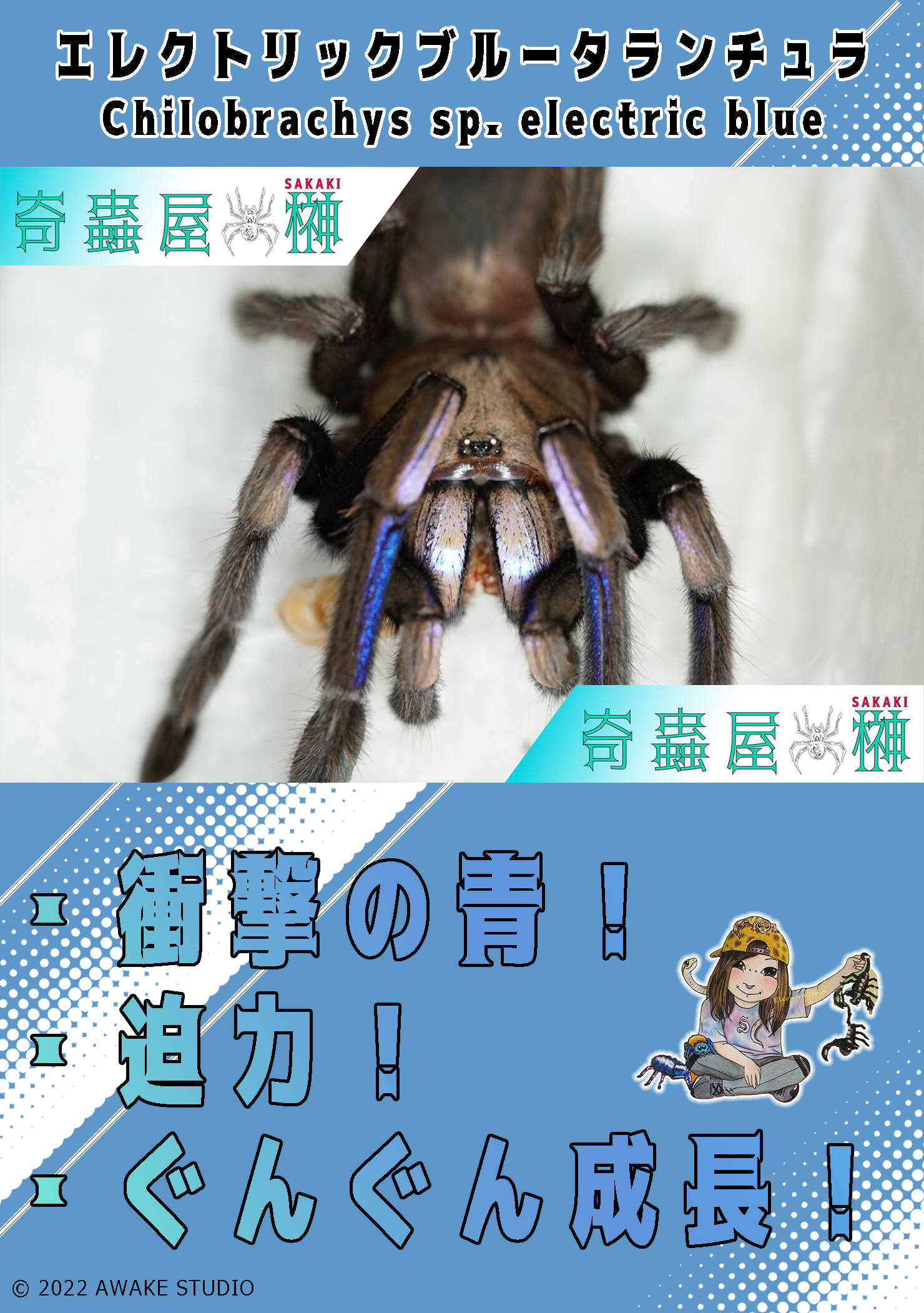 アースタイガーのすすめ | 奇蟲屋 榊（タランチュラ通販店）