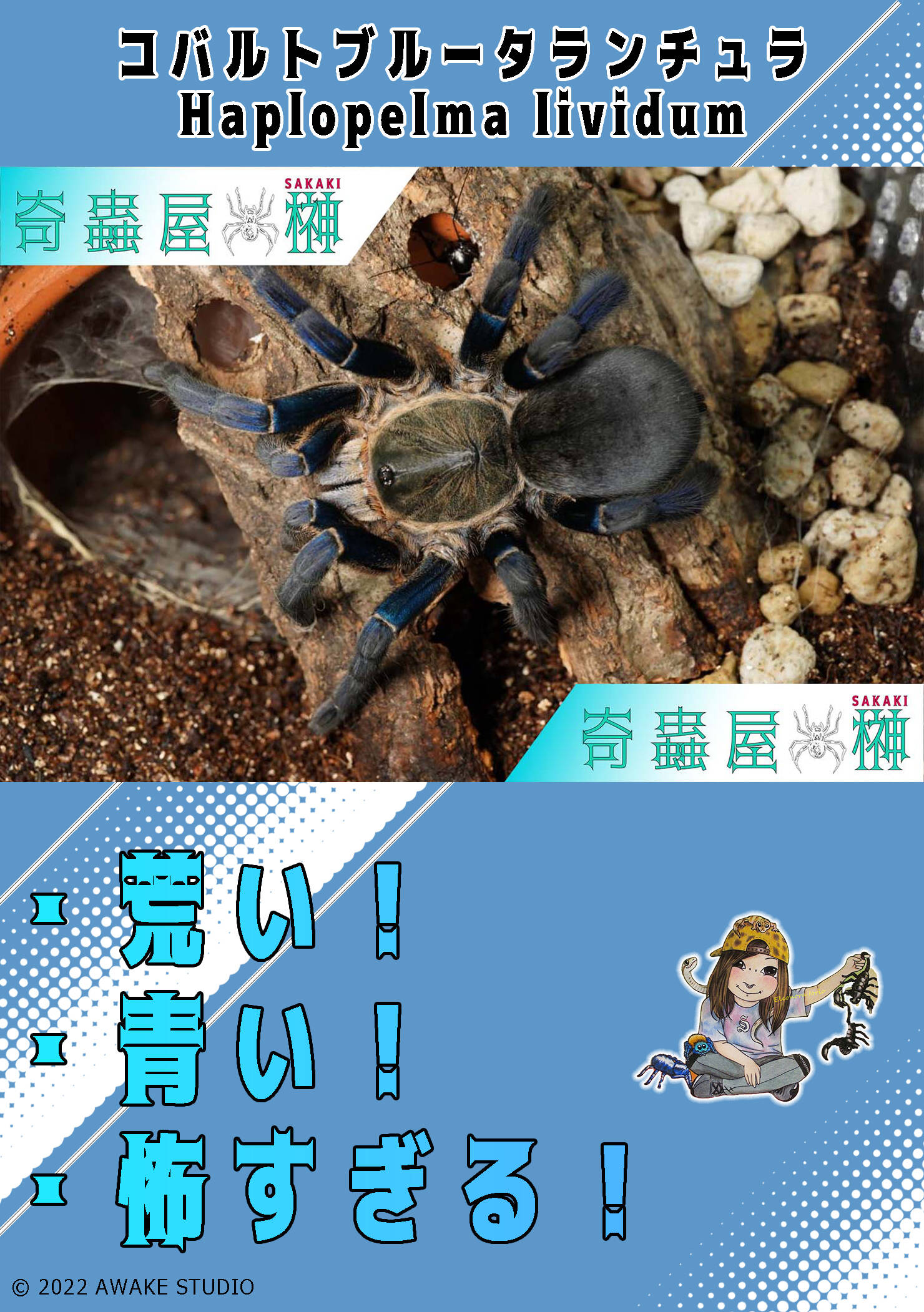 アースタイガーのすすめ | 奇蟲屋 榊（タランチュラ通販店）