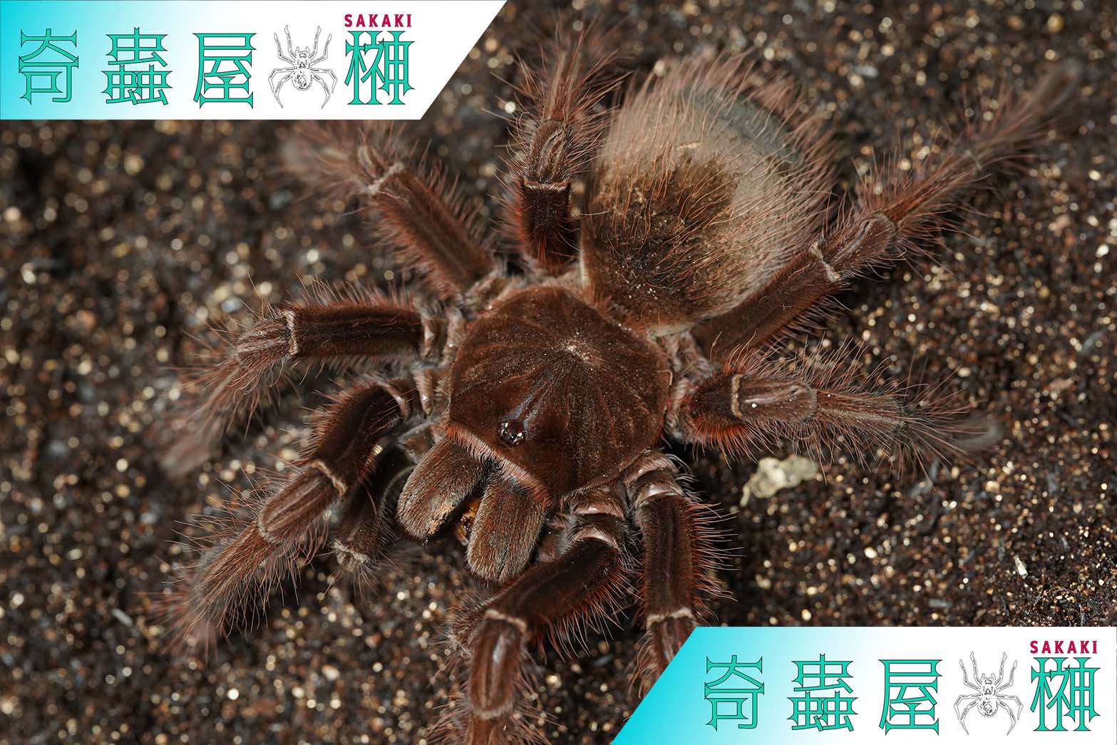 貝標本 Euhadra grata emurai sp赤茶色特殊個体レア個体 各種の解説 