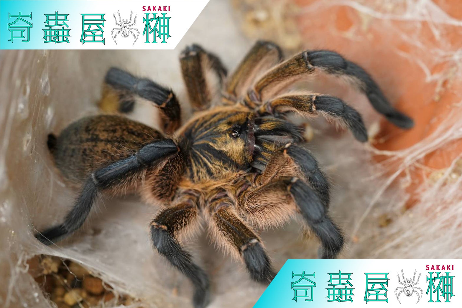 ☆Harpactira（ハーパクティラ／ハルパクティラ）属の飼育方法 | 奇蟲 
