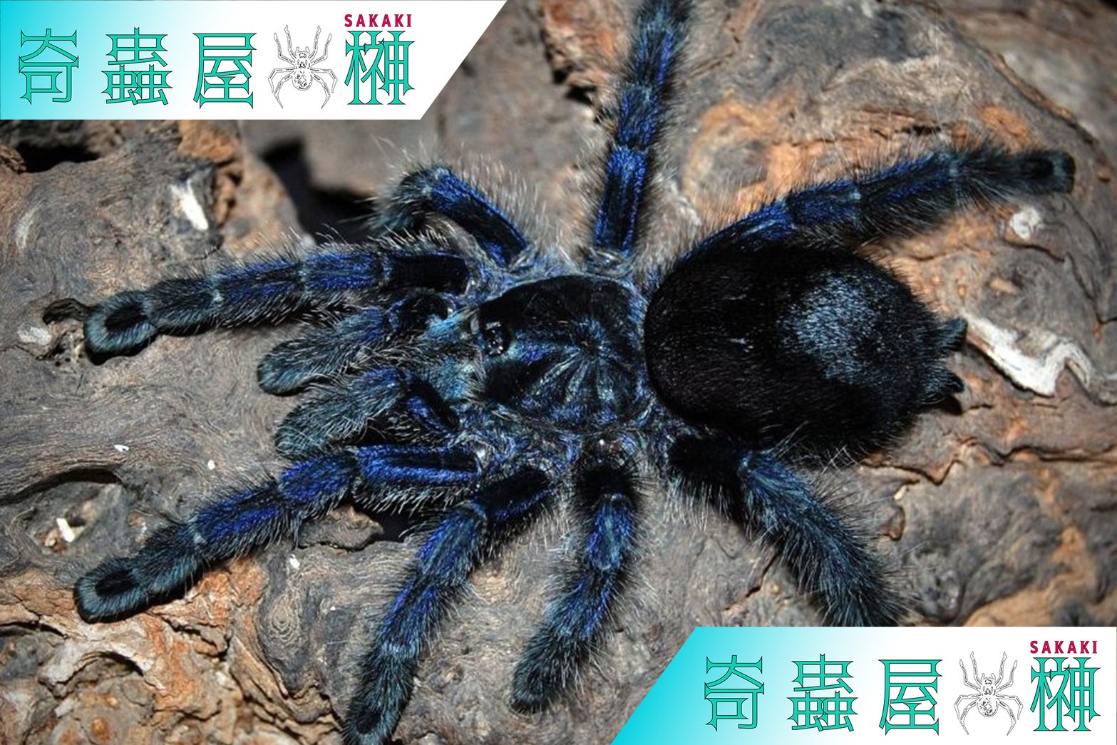 紫魂】パープルピンクトゥ/Avicularia purpurea | 奇蟲屋 榊 