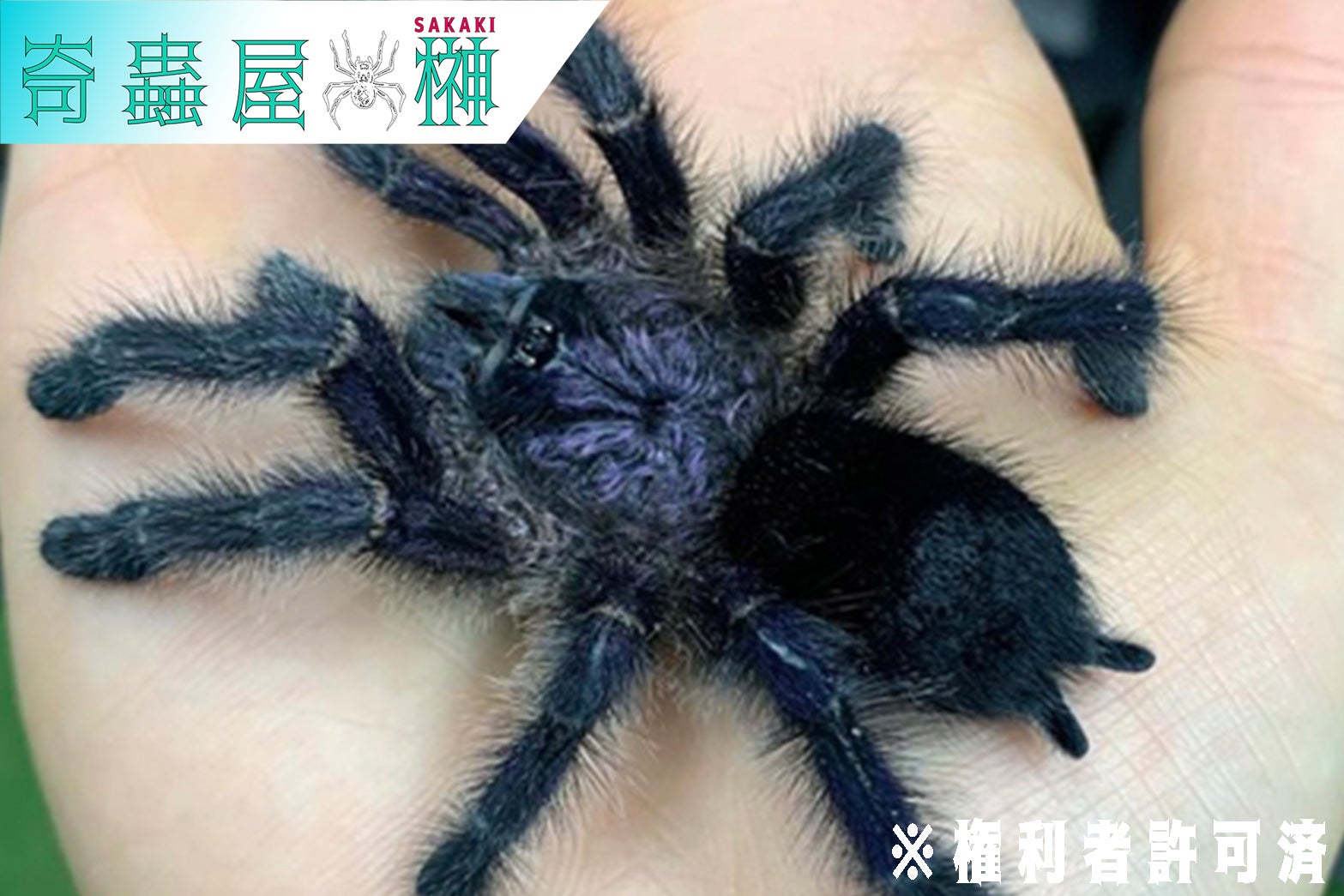 紫魂】パープルピンクトゥ/Avicularia purpurea | 奇蟲屋 榊 