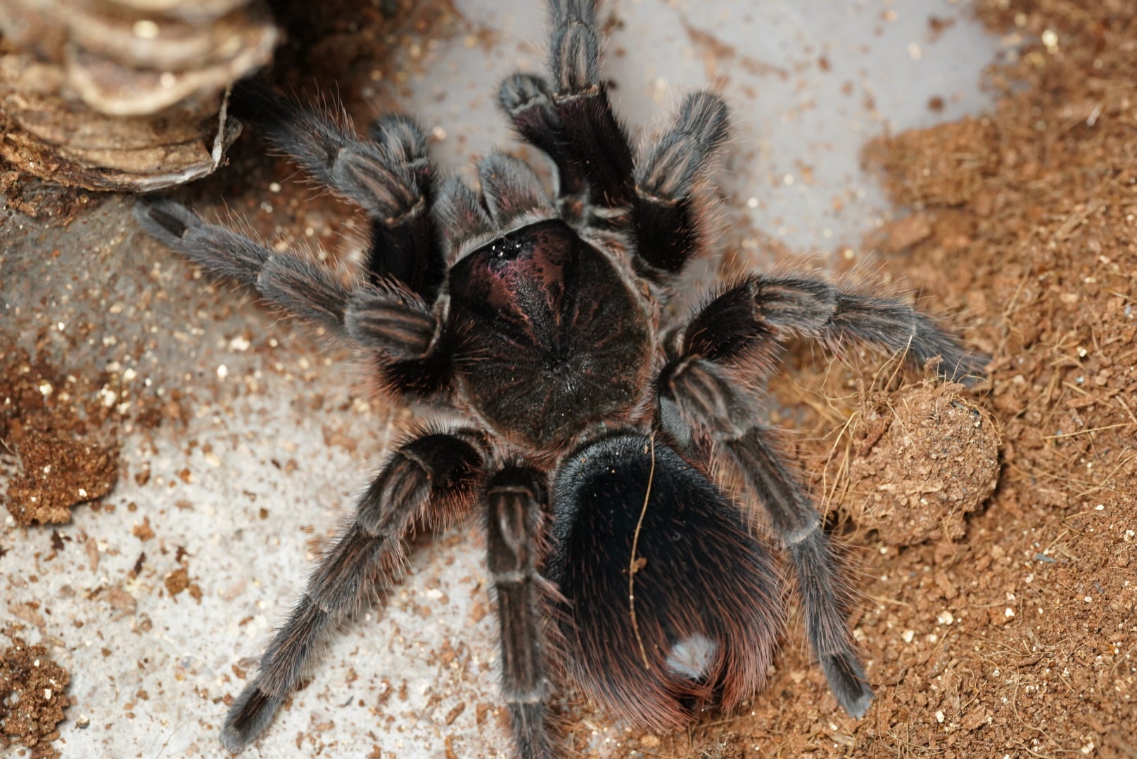 レア】ドミニカンパープルタランチュラ ♂ 体長5cmほど - 埼玉県のその他