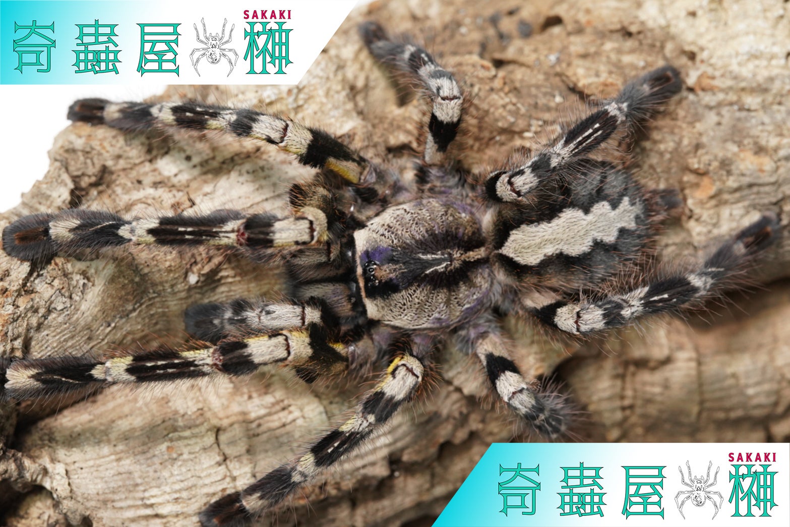 Poecilotheria（ポエキロテリア）属の飼育方法 | 奇蟲屋 榊（タランチュラ通販店）