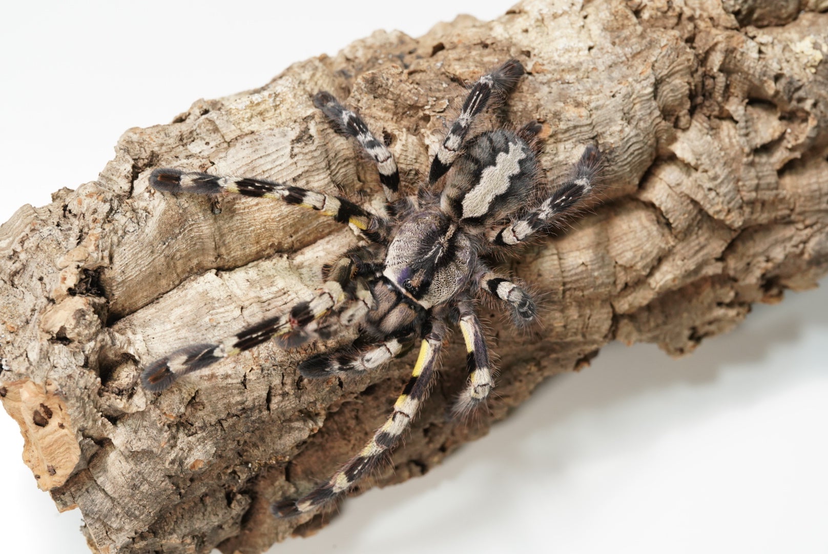 Poecilotheria（ポエキロテリア）属の飼育方法 | 奇蟲屋 榊（タランチュラ通販店）