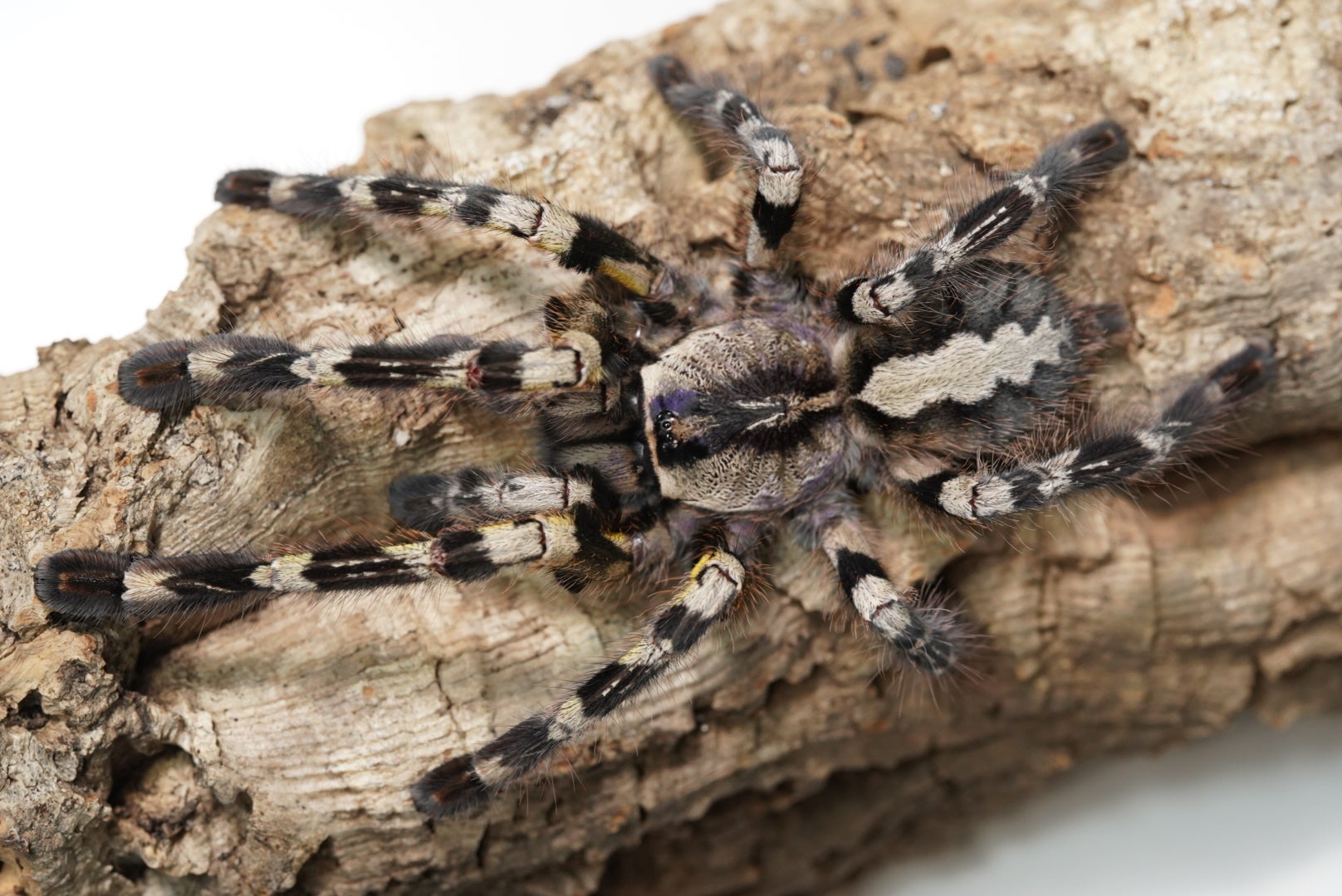 ラメシュワラムオーナメンタル ポエキロテリア Poecilotheria hanumavilasumica クモ タランチュラ - 虫類