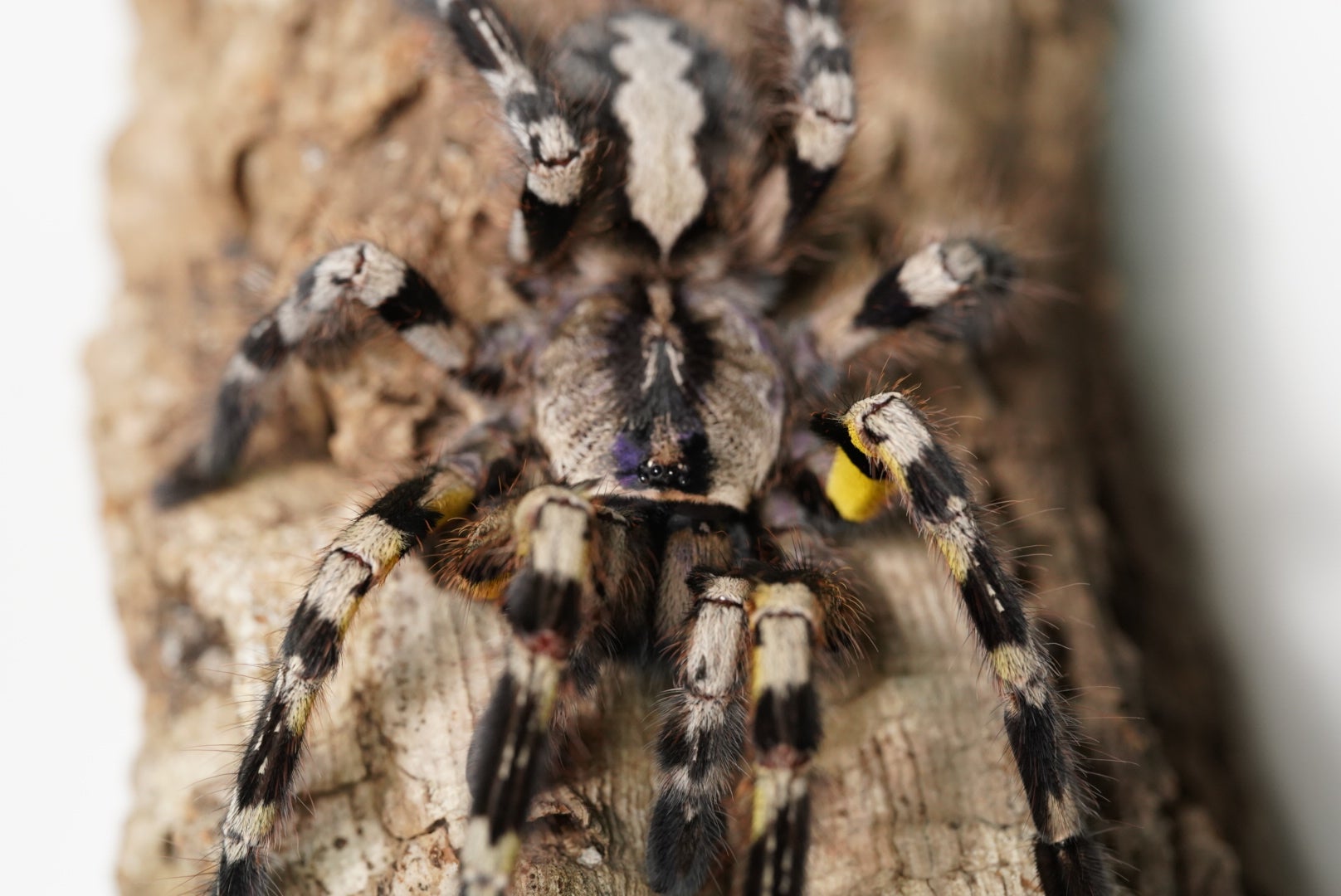 蜘蛛の王者】インディアンオーナメンタル/Poecilotheria regalis | 奇蟲屋 榊（タランチュラ通販店）