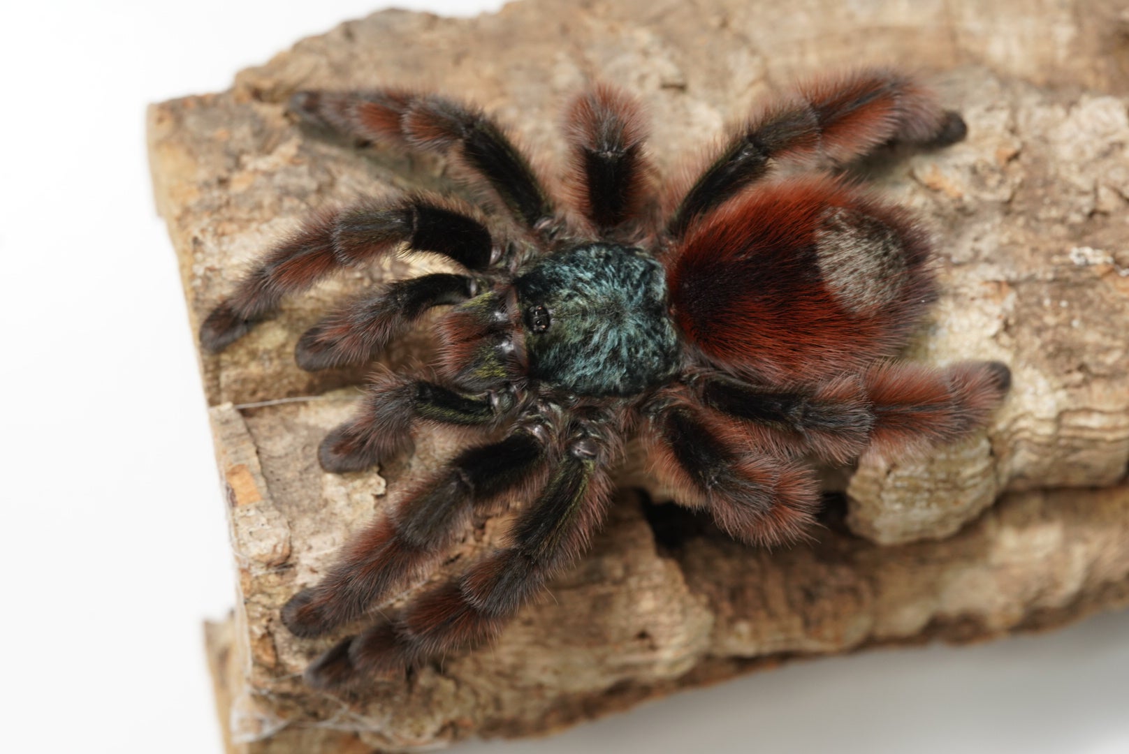 2cm サファイアピンクトゥ【Ybyrapora diversipes（ex.Avicularia）】タランチュラ - 虫類