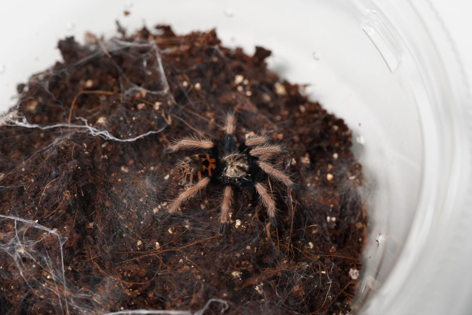 Brachypelma（ブラキペルマ）属の飼育方法 | 奇蟲屋 榊（タランチュラ通販店）