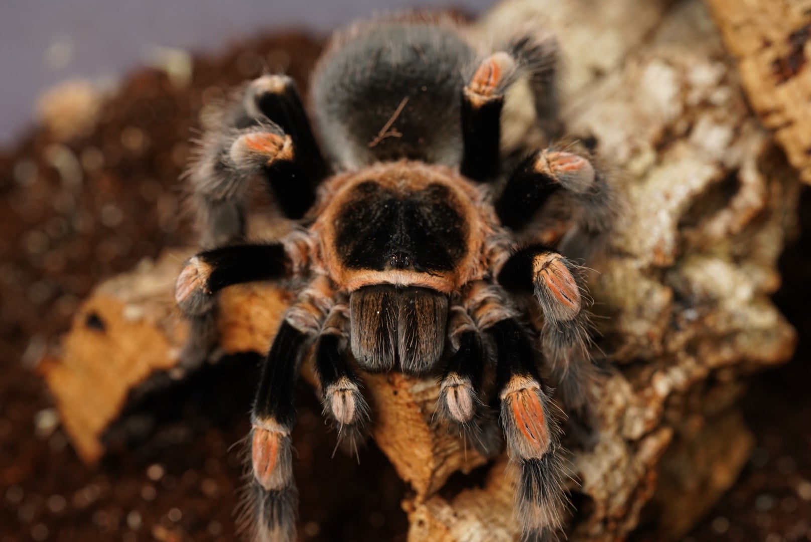 どうぶつの森で見たやつだ！】メキシカンレッドニー/Brachypelma 