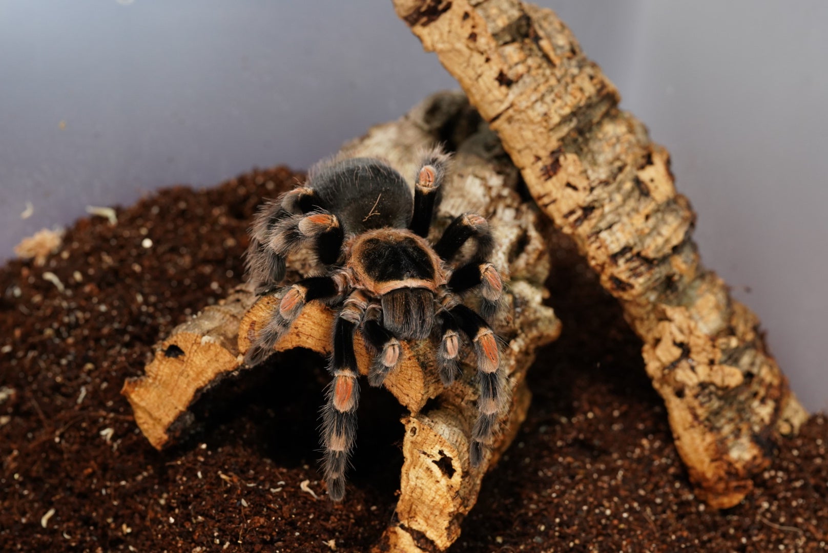 Brachypelma（ブラキペルマ）属の飼育方法 | 奇蟲屋 榊（タランチュラ 