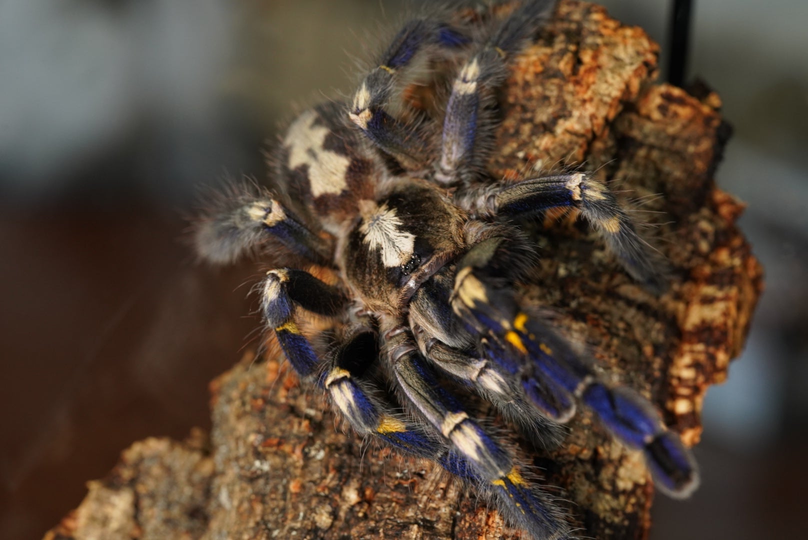 地獄の門番】レッドフェザーレッグバブーン/Stromatopelma calceatum | 奇蟲屋 榊（タランチュラ通販店）