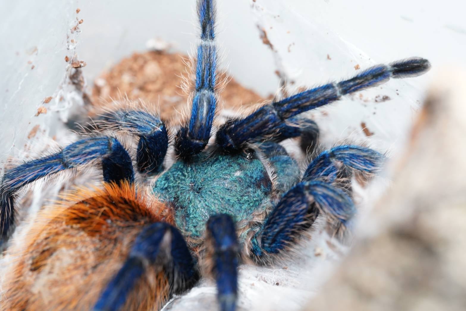 初心者お勧め第一位】グリーンボトルブルー/Chromatopelma 