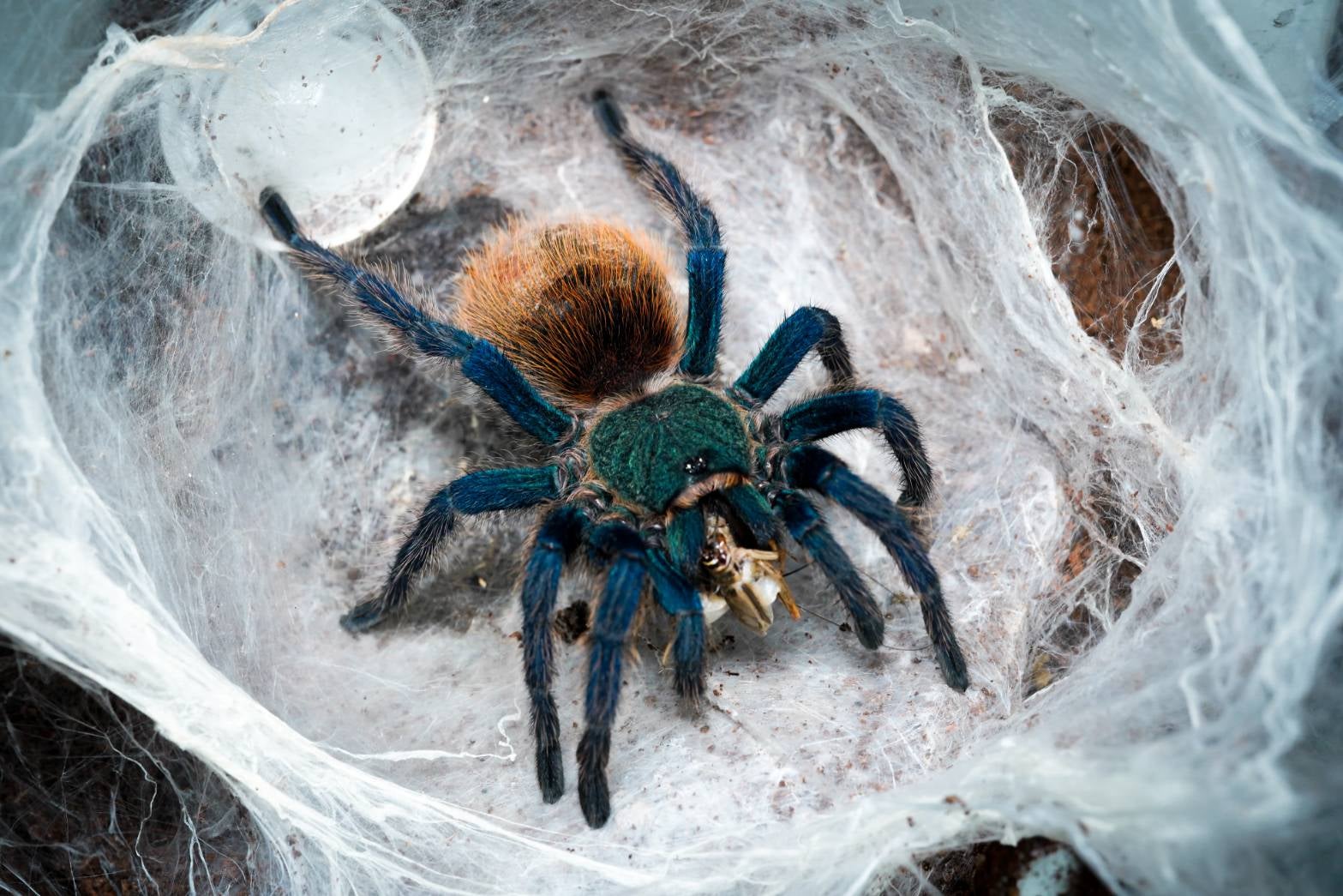 初心者お勧め第一位】グリーンボトルブルー/Chromatopelma 
