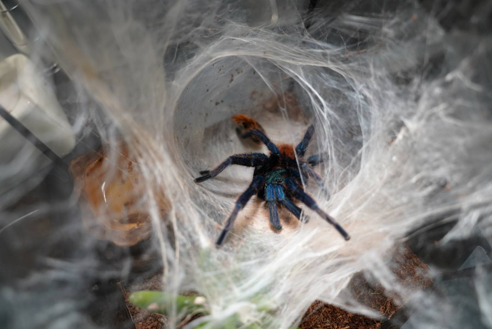 初心者お勧め第一位】グリーンボトルブルー/Chromatopelma 
