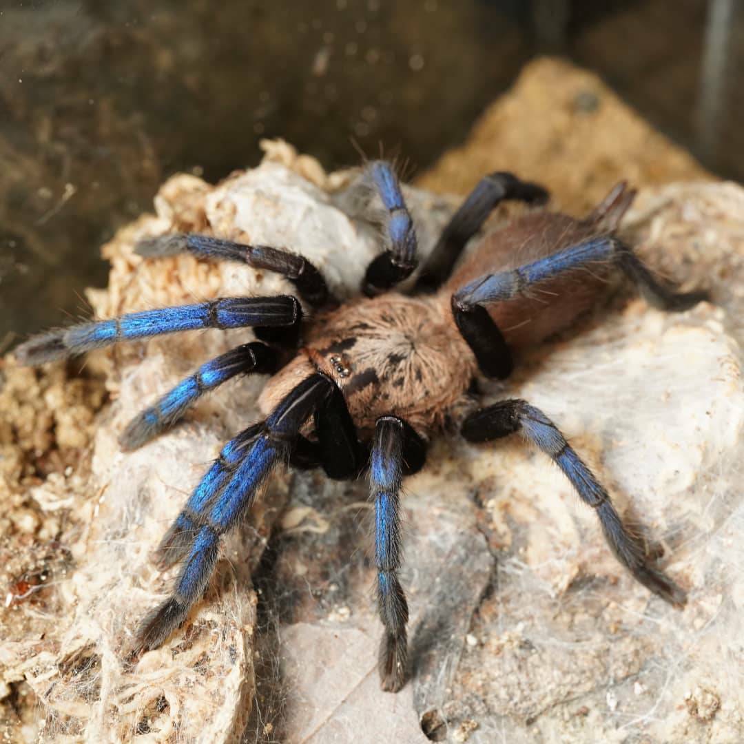 Brachypelma（ブラキペルマ）属の飼育方法 | 奇蟲屋 榊（タランチュラ通販店）