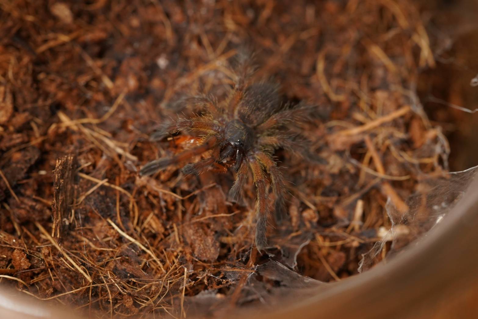 ♀確定】ゴールデンブルーレッグバブーン Harpactira pulchripes タランチュラ - 虫類