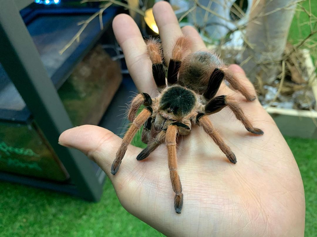 Poecilotheria（ポエキロテリア）属の飼育方法 | 奇蟲屋 榊（タランチュラ通販店）