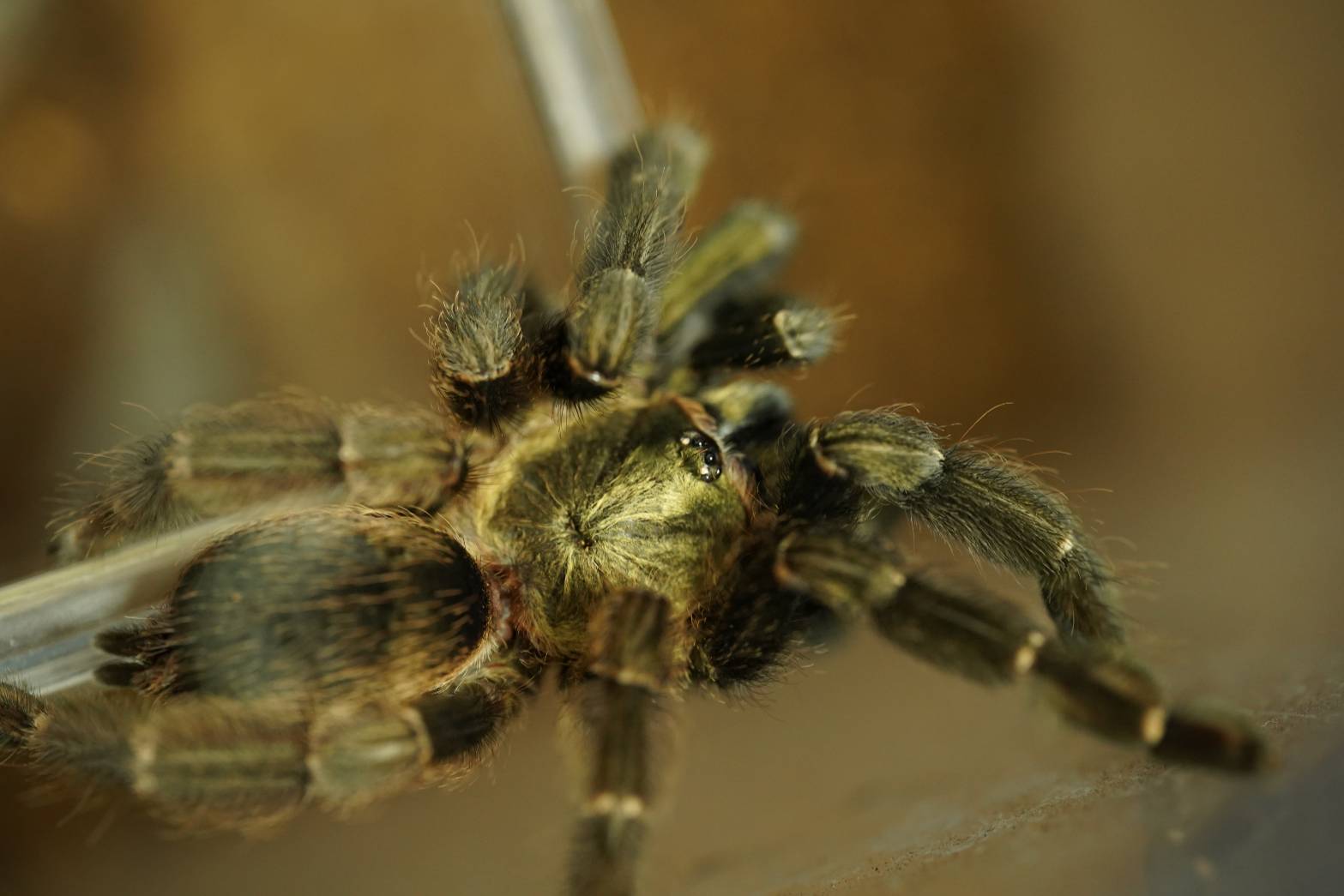 Aphonopelma（アフォノペルマ）属の飼育方法 | 奇蟲屋 榊（タランチュラ通販店）