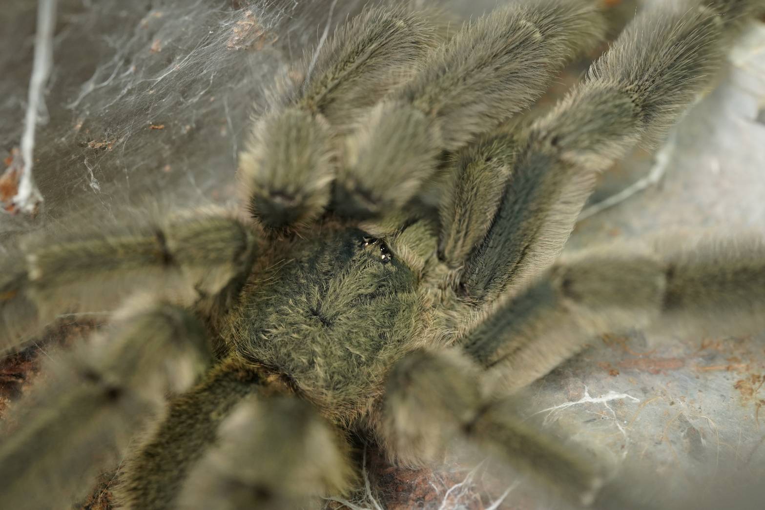 初心者おすすめ】チャコジャイアントゴールデンストライプニー/Grammostola pulchripes | 奇蟲屋 榊（タランチュラ通販店）