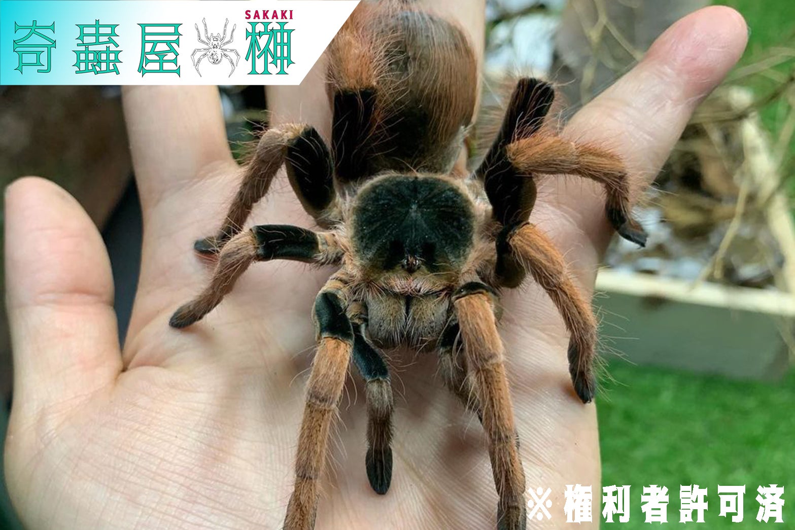 デカピンク】ゴライアスピンクフットバードイーター/Theraphosa apophysis | 奇蟲屋 榊（タランチュラ通販店）