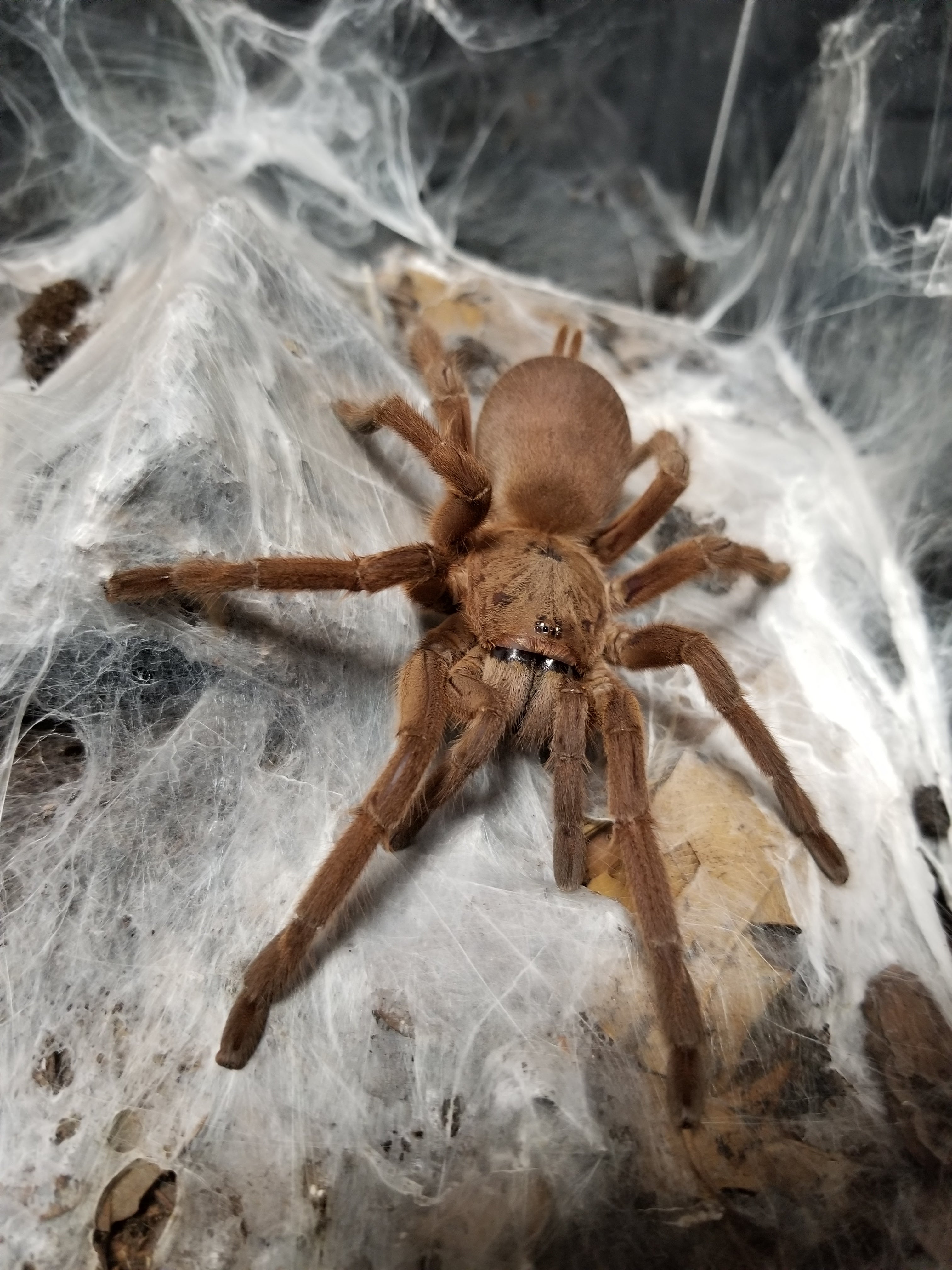 凶暴なジャイアント子鹿】アジアンファウン/Chilobrachys huahini | 奇