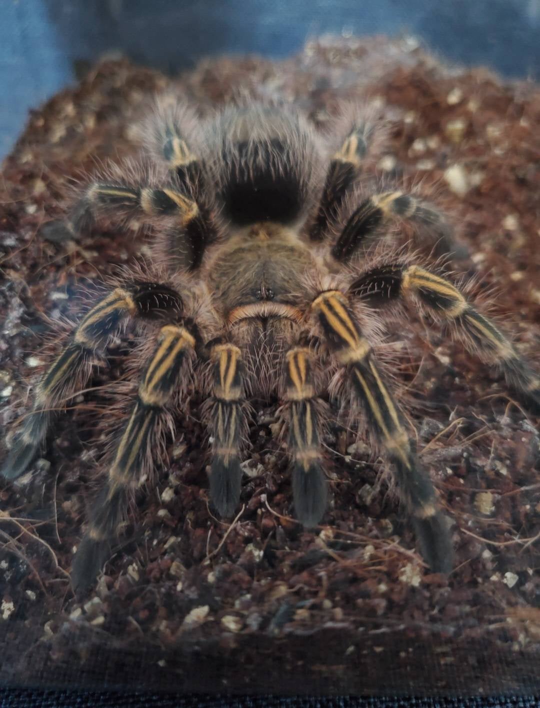 初心者おすすめ】チャコジャイアントゴールデンストライプニー/Grammostola pulchripes | 奇蟲屋 榊（タランチュラ通販店）