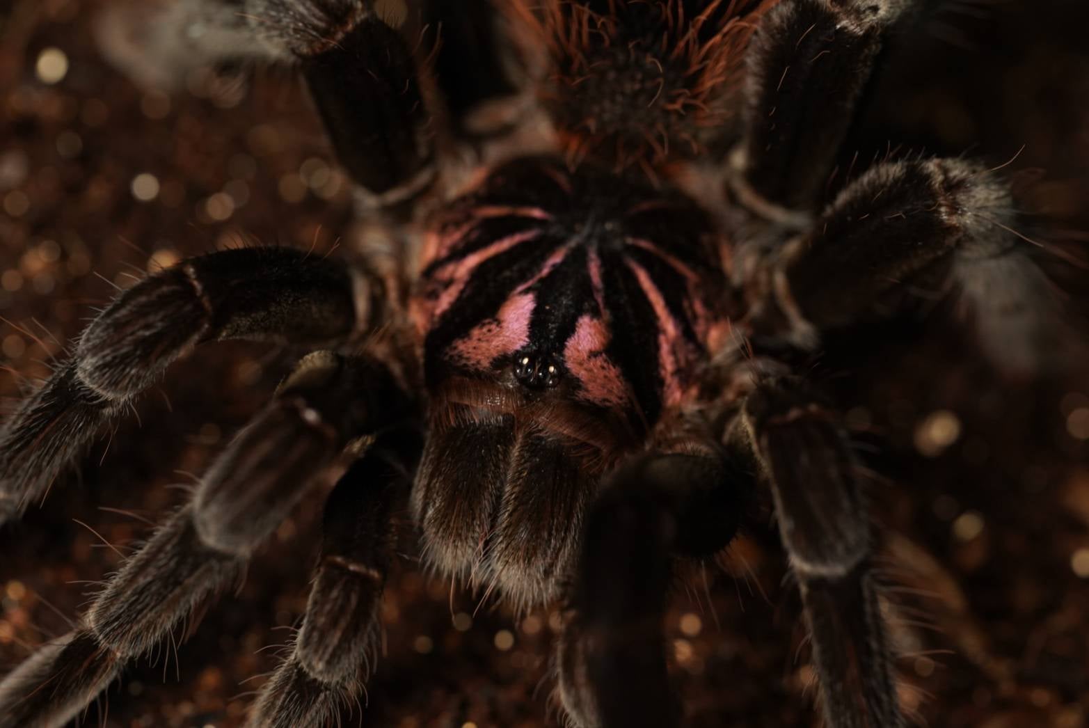 Xenesthis immanis EUCB メス 体長8~9cm タランチュラ