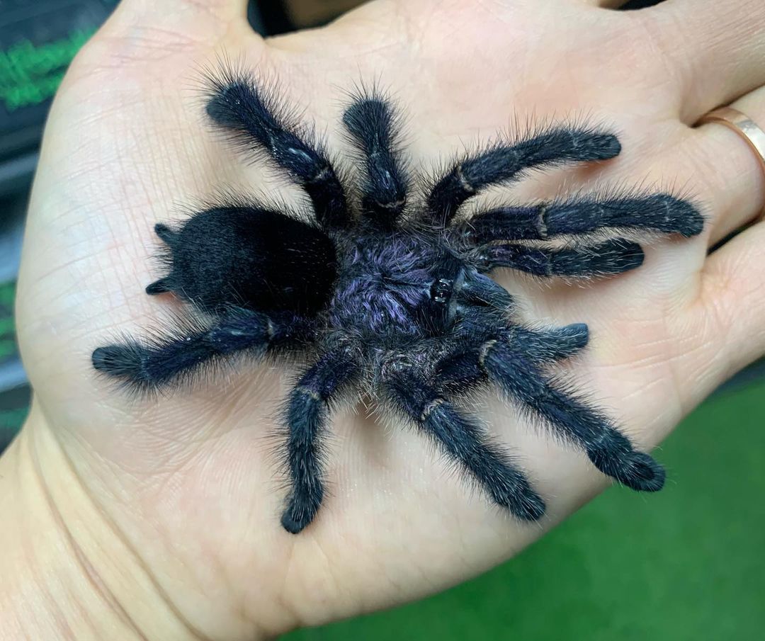 Aphonopelma（アフォノペルマ）属の飼育方法 | 奇蟲屋 榊（タランチュラ通販店）