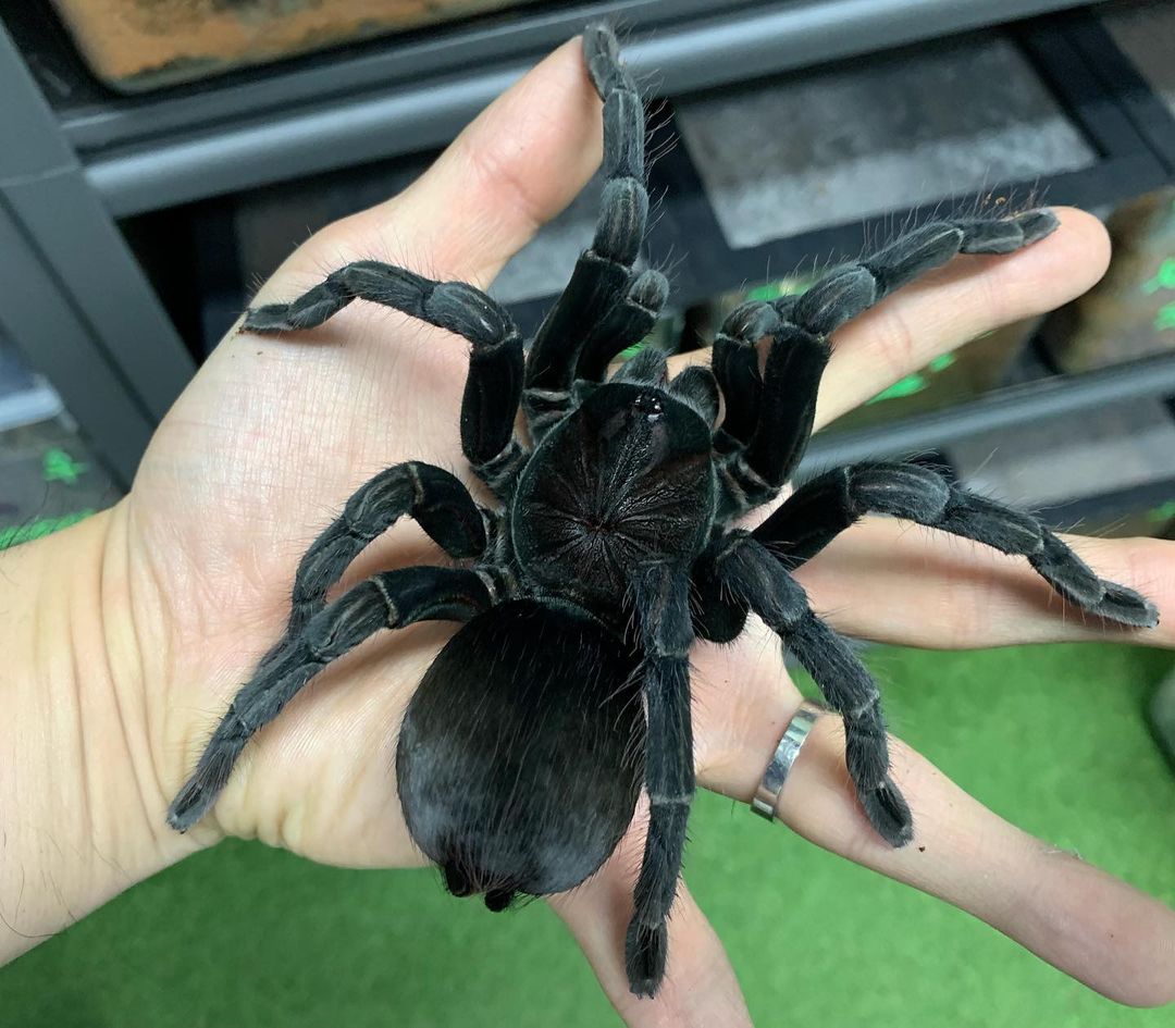 Pamphobeteus（パンフォベテウス）属の飼育方法 | 奇蟲屋 榊（タランチュラ通販店）