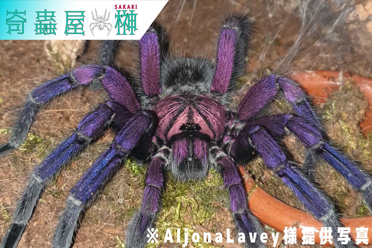 Pamphobeteus（パンフォベテウス）属の飼育方法 | 奇蟲屋 榊  