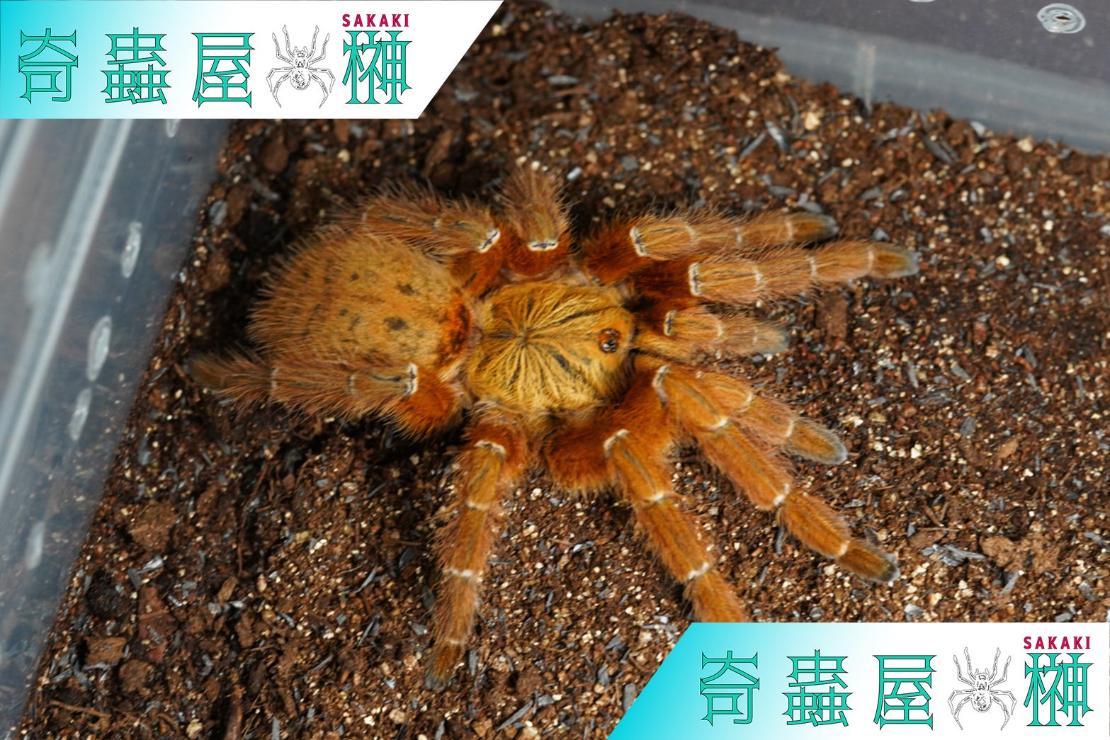オレンジの噛む奴】ウサンバラオレンジバブーン/Pterinochilus murinus 
