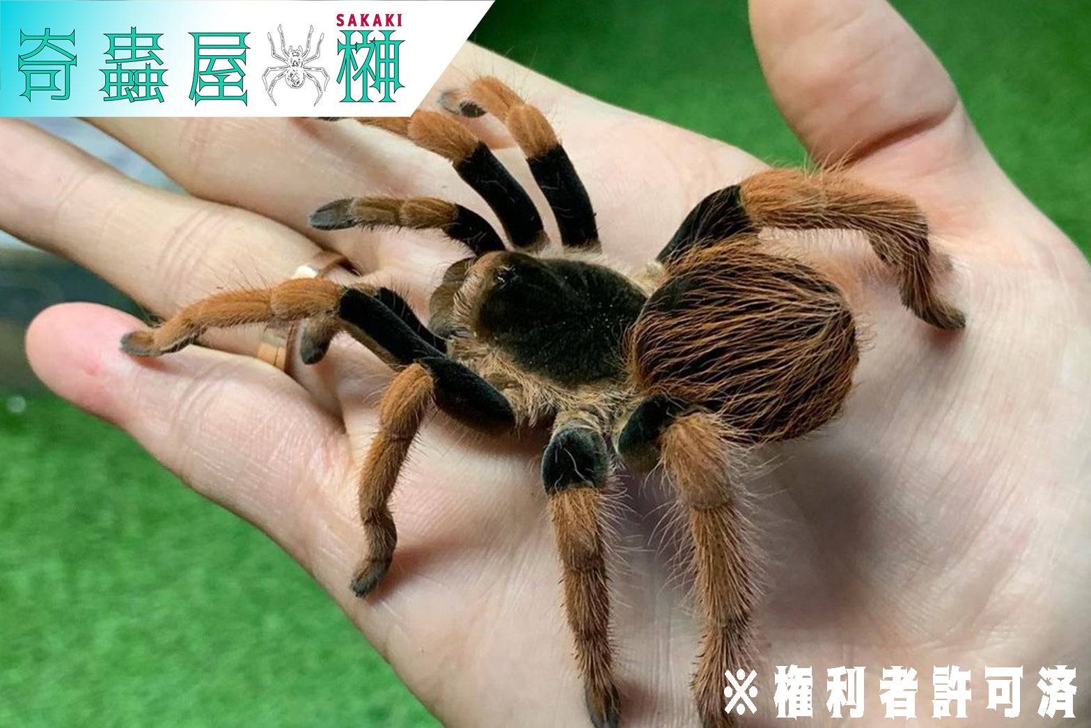 タランチュラの世界 | 冨水 明 |本 | 通販 | Amazon