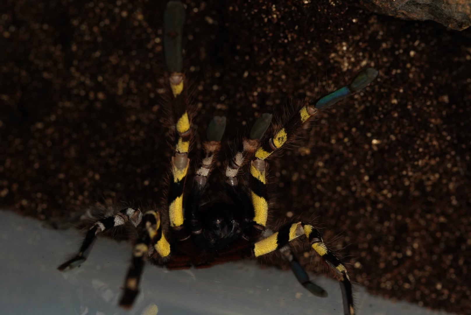 Poecilotheria（ポエキロテリア）属の飼育方法 | 奇蟲屋 榊（タランチュラ通販店）