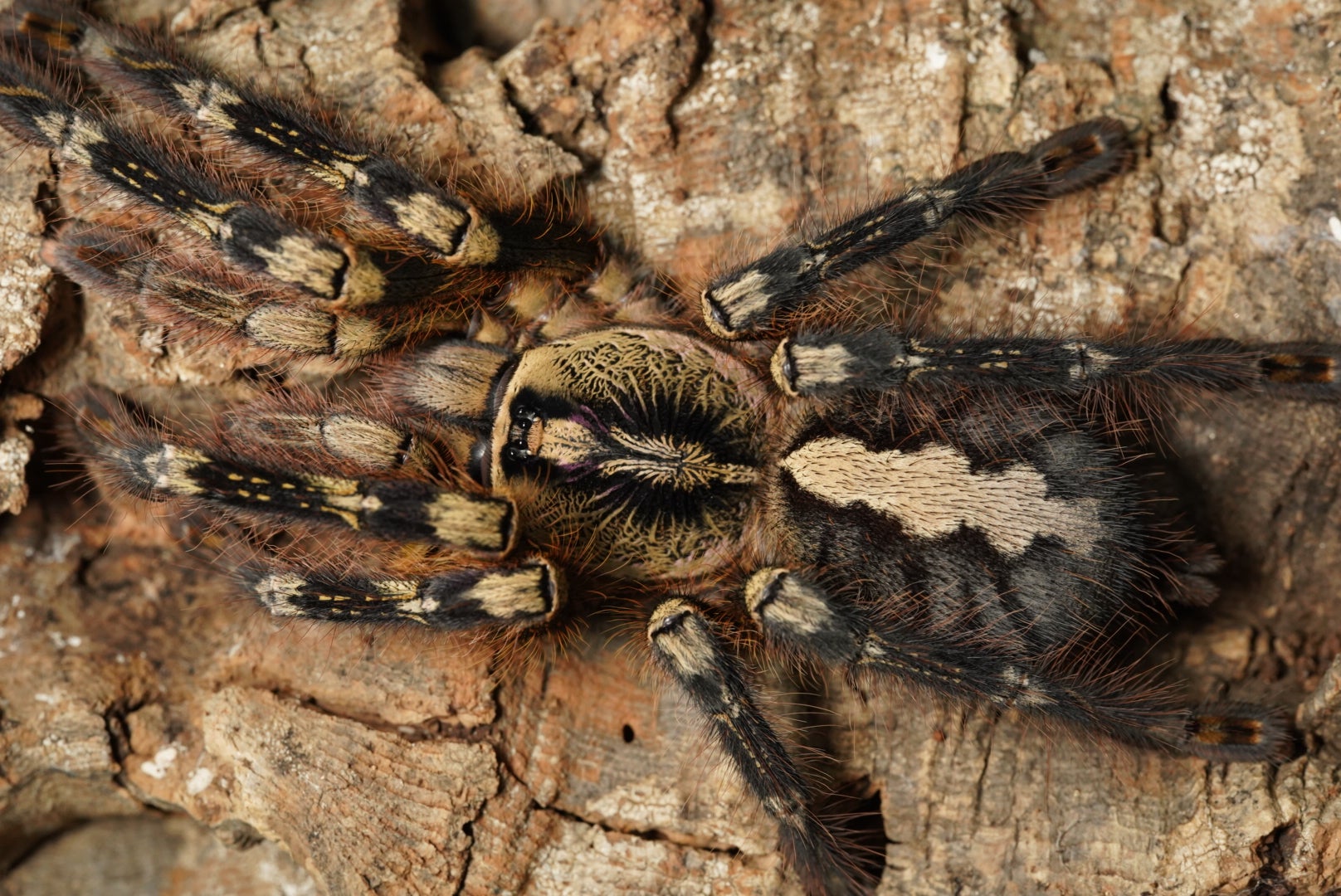 Poecilotheria（ポエキロテリア）属の飼育方法 | 奇蟲屋 榊（タランチュラ通販店）