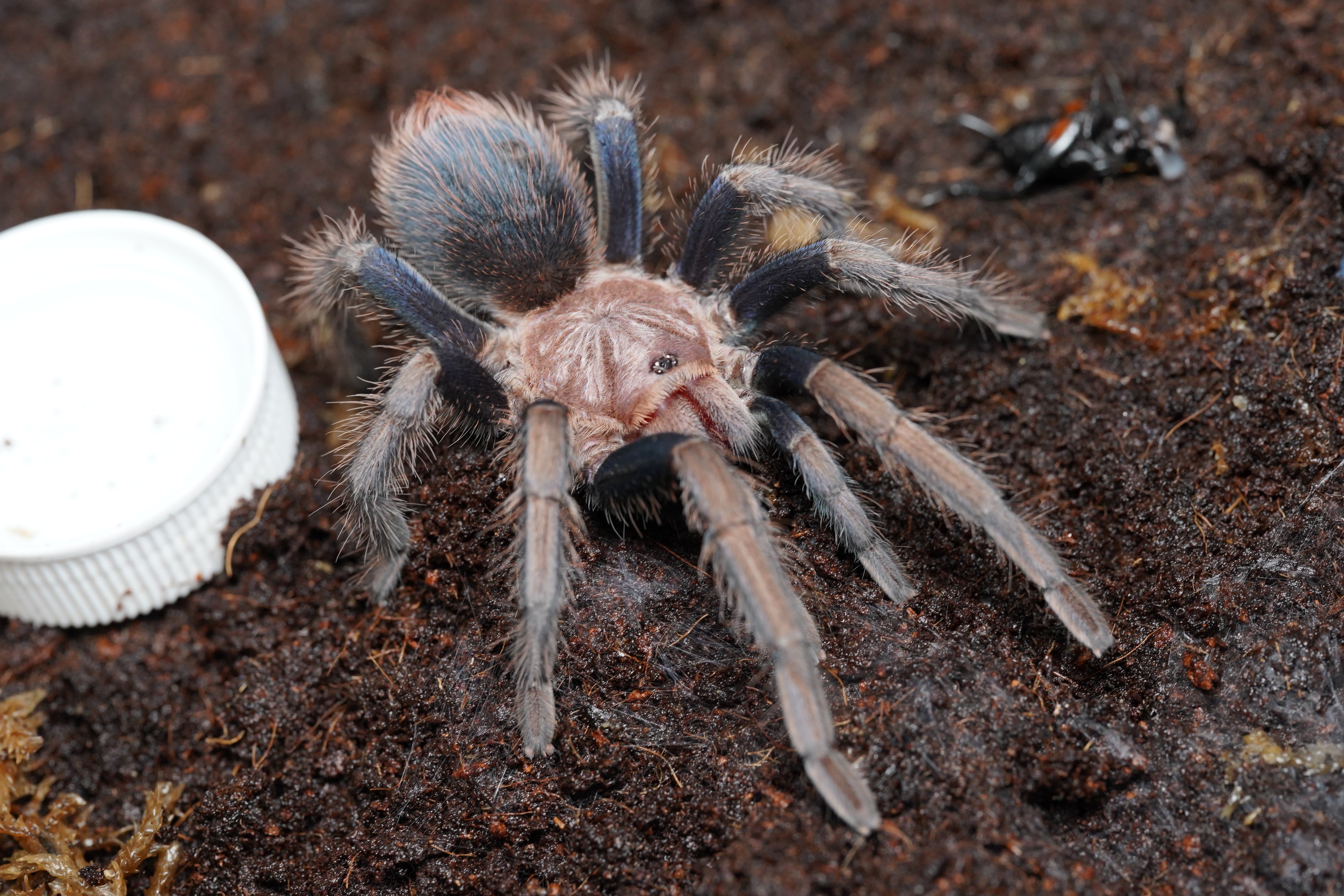 Brachypelma（ブラキペルマ）属の飼育方法 | 奇蟲屋 榊（タランチュラ通販店）