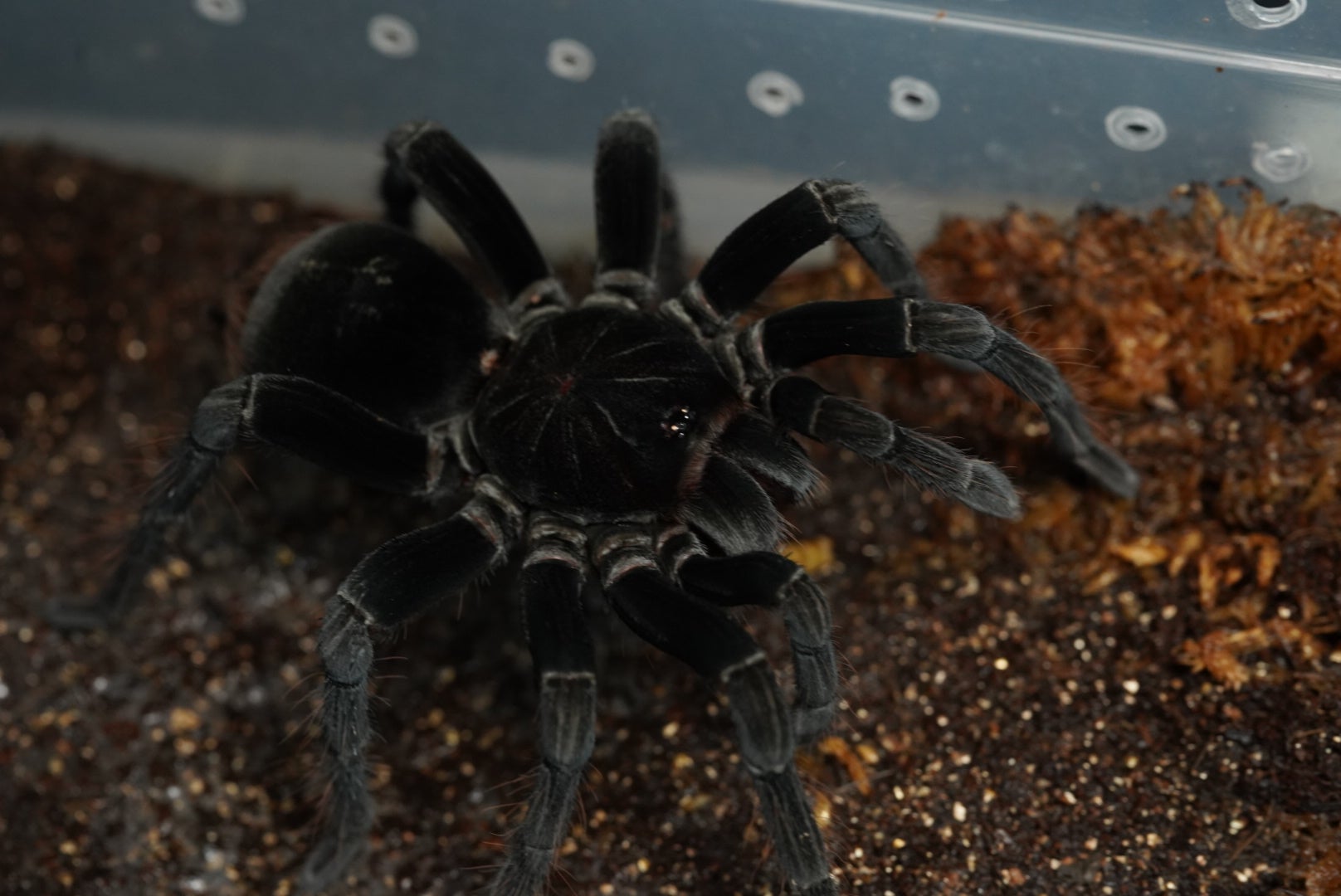 Poecilotheria（ポエキロテリア）属の飼育方法 | 奇蟲屋 榊（タランチュラ通販店）