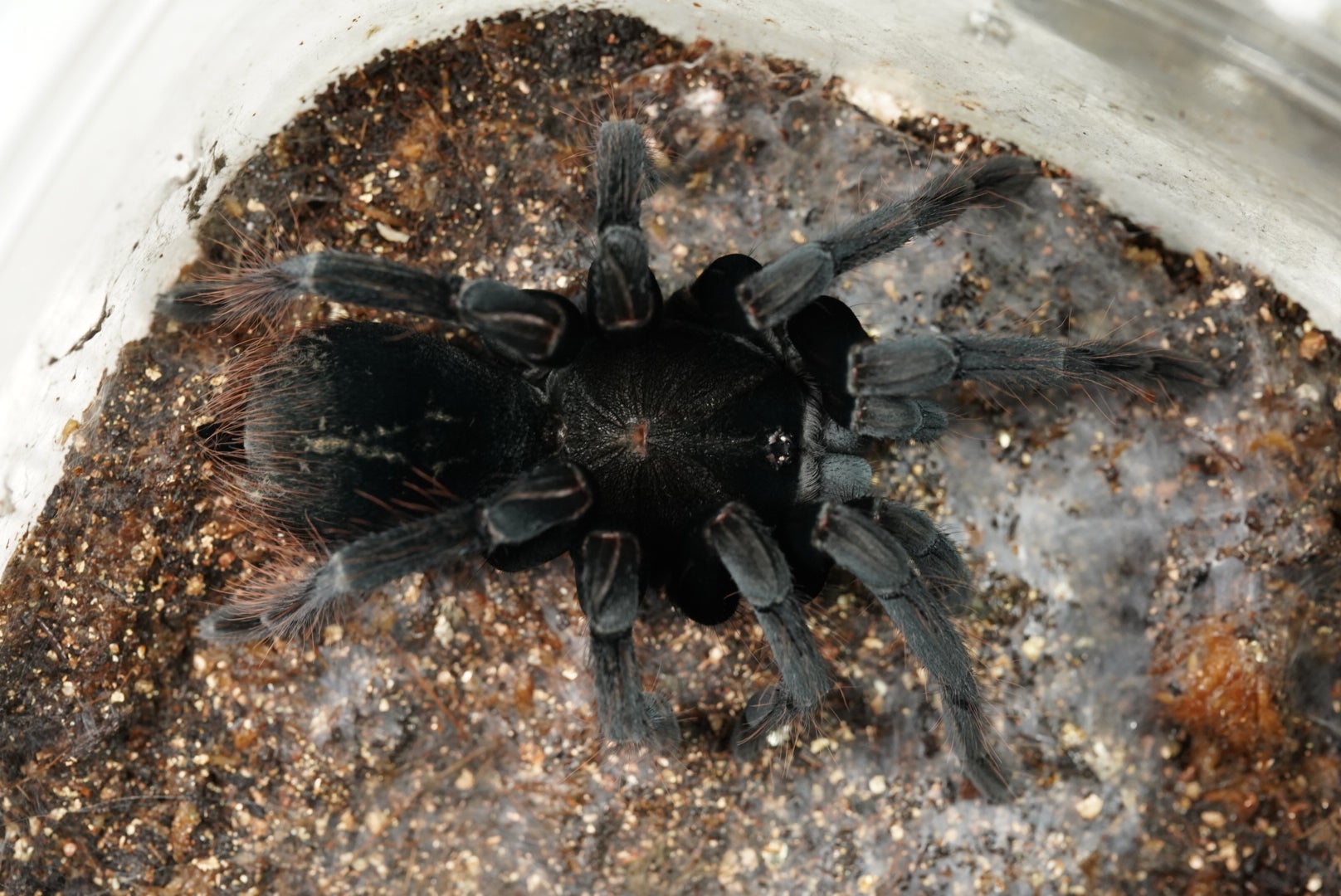 紫魂】パープルピンクトゥ/Avicularia purpurea | 奇蟲屋 榊（タランチュラ通販店）