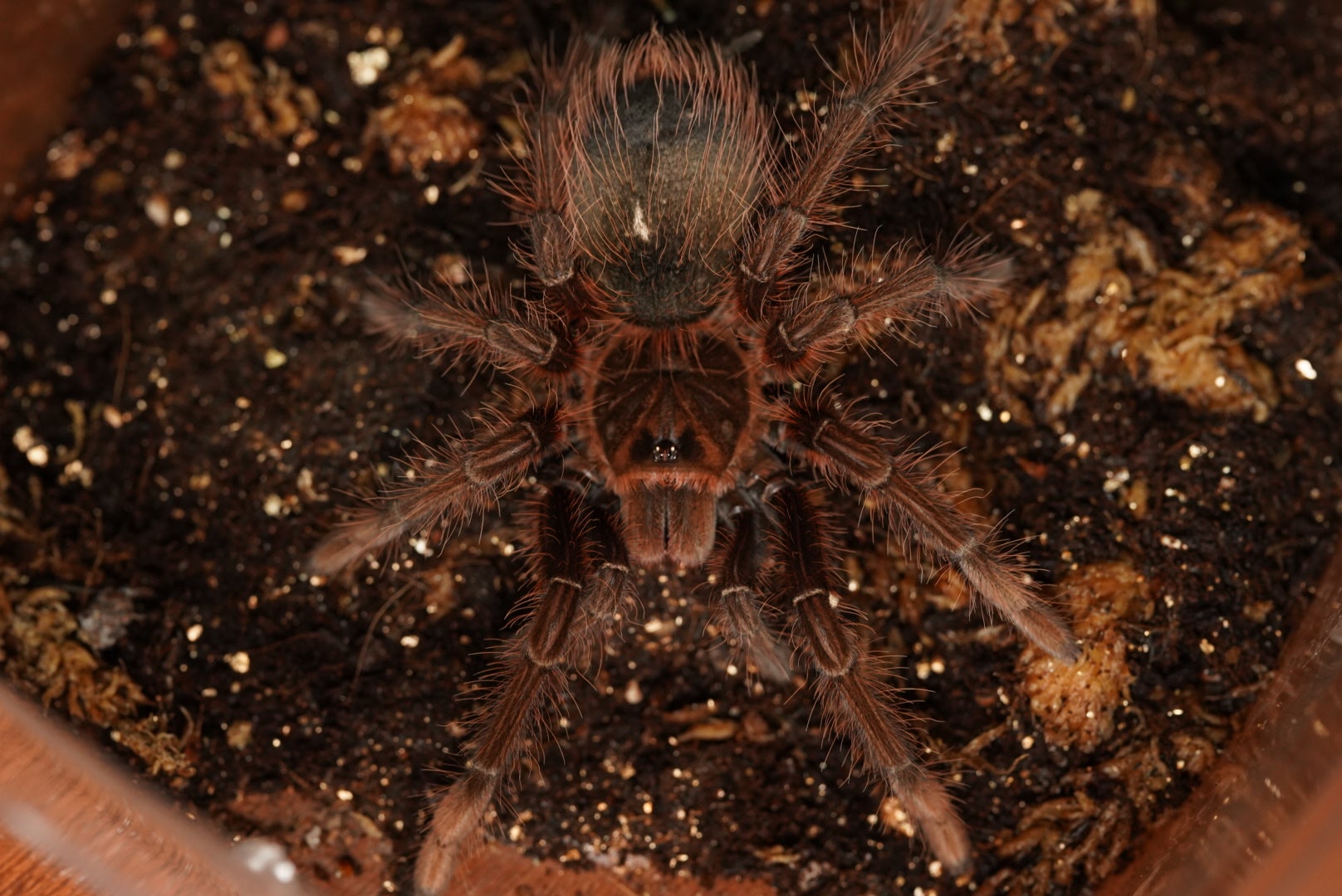 どうぶつの森で見たやつだ！】メキシカンレッドニー/Brachypelma hamorii | 奇蟲屋 榊（タランチュラ通販店）