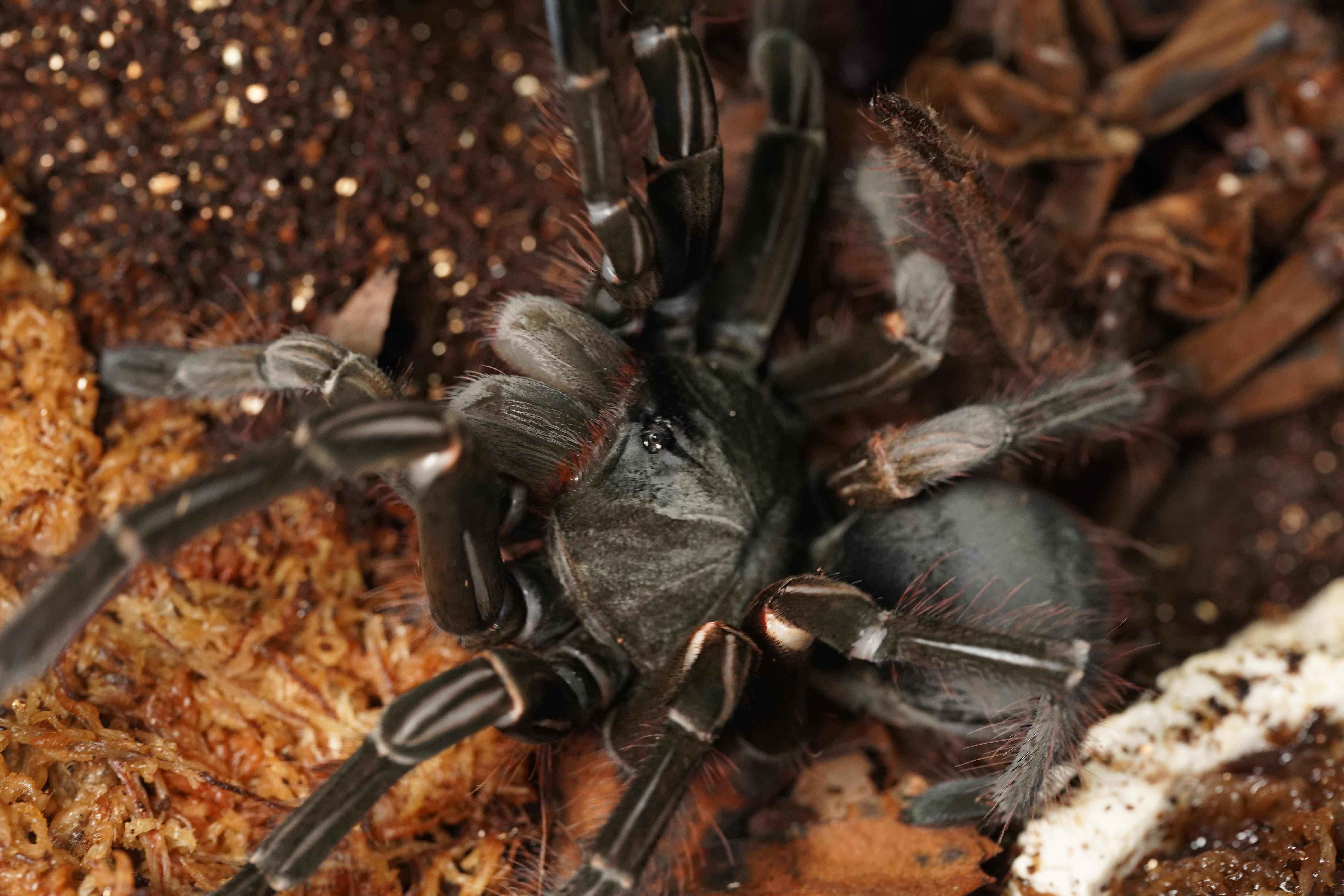 Theraphosa（テラフォサ）属の飼育方法 | 奇蟲屋 榊（タランチュラ通販店）