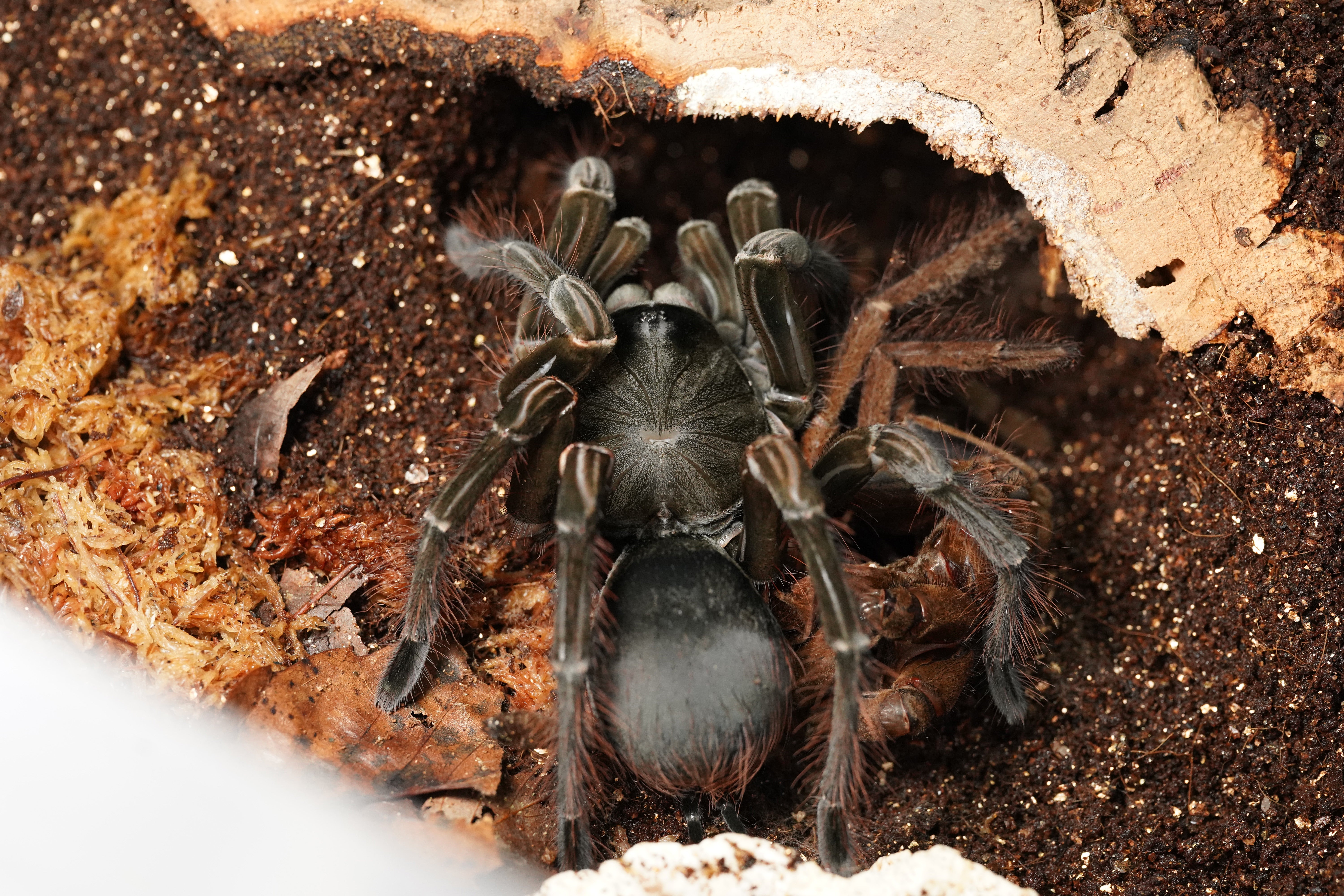 亜成体,特大】Theraphosa stirmi バーガンディゴライアスバードイーター 【タランチュラ】 - 虫類