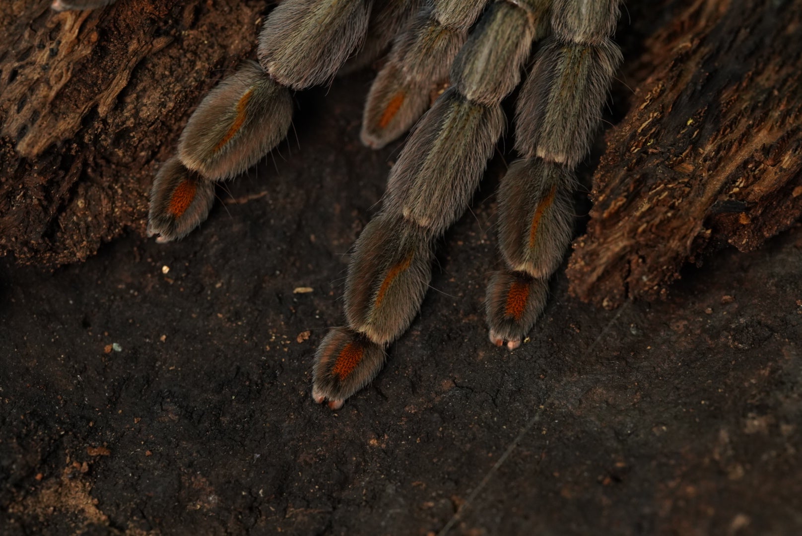 初心者おすすめ】チャコジャイアントゴールデンストライプニー/Grammostola pulchripes | 奇蟲屋 榊（タランチュラ通販店）