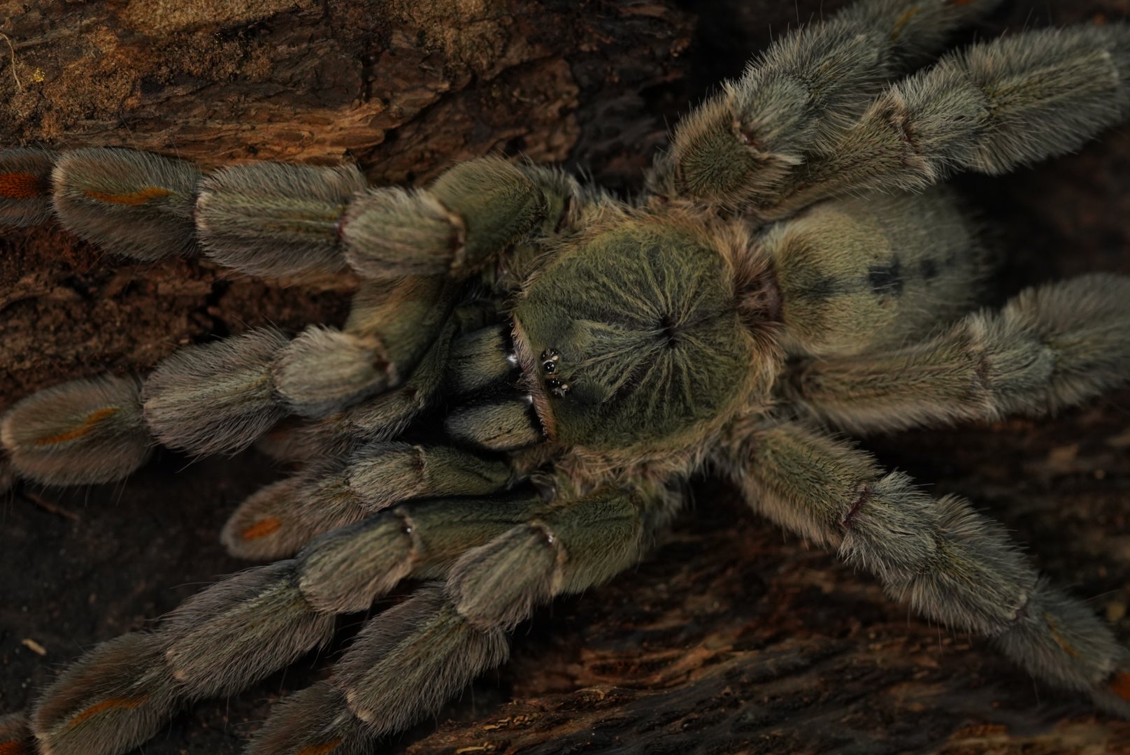 ふわもこエレガント】トリニダードシェブロン/Psalmopoeus cambridgei 