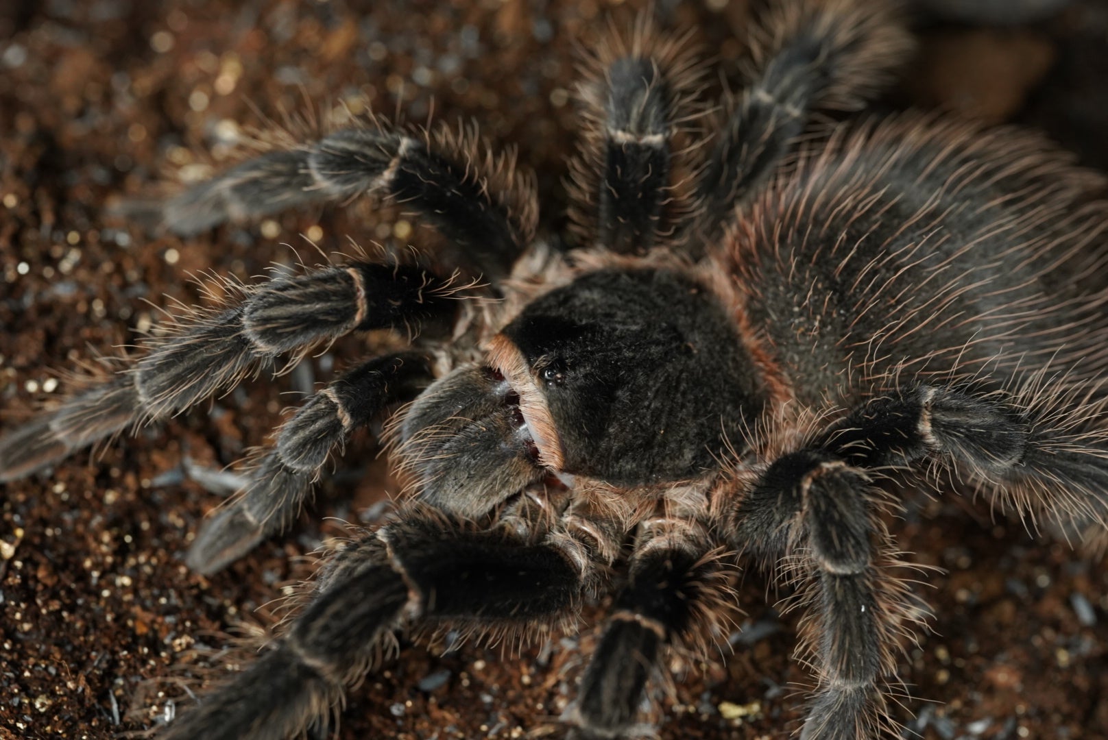 Pamphobeteus（パンフォベテウス）属の飼育方法 | 奇蟲屋 榊（タランチュラ通販店）