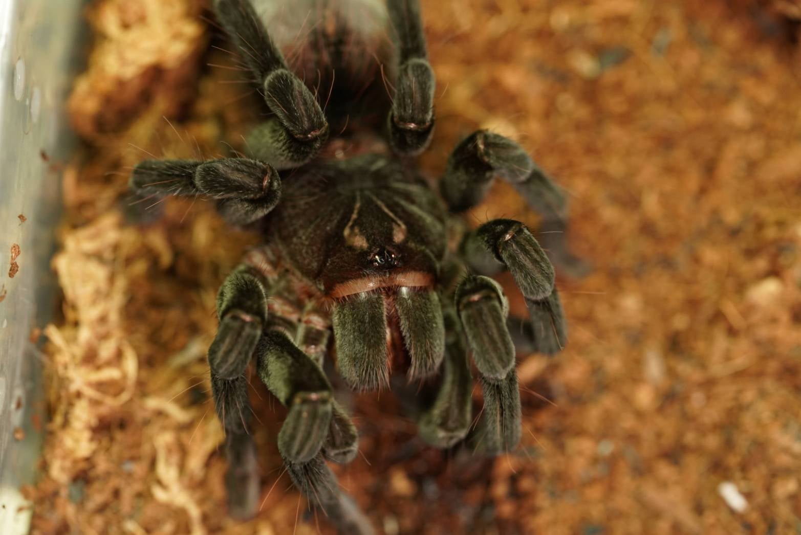 Pamphobeteus（パンフォベテウス）属の飼育方法 | 奇蟲屋 榊 