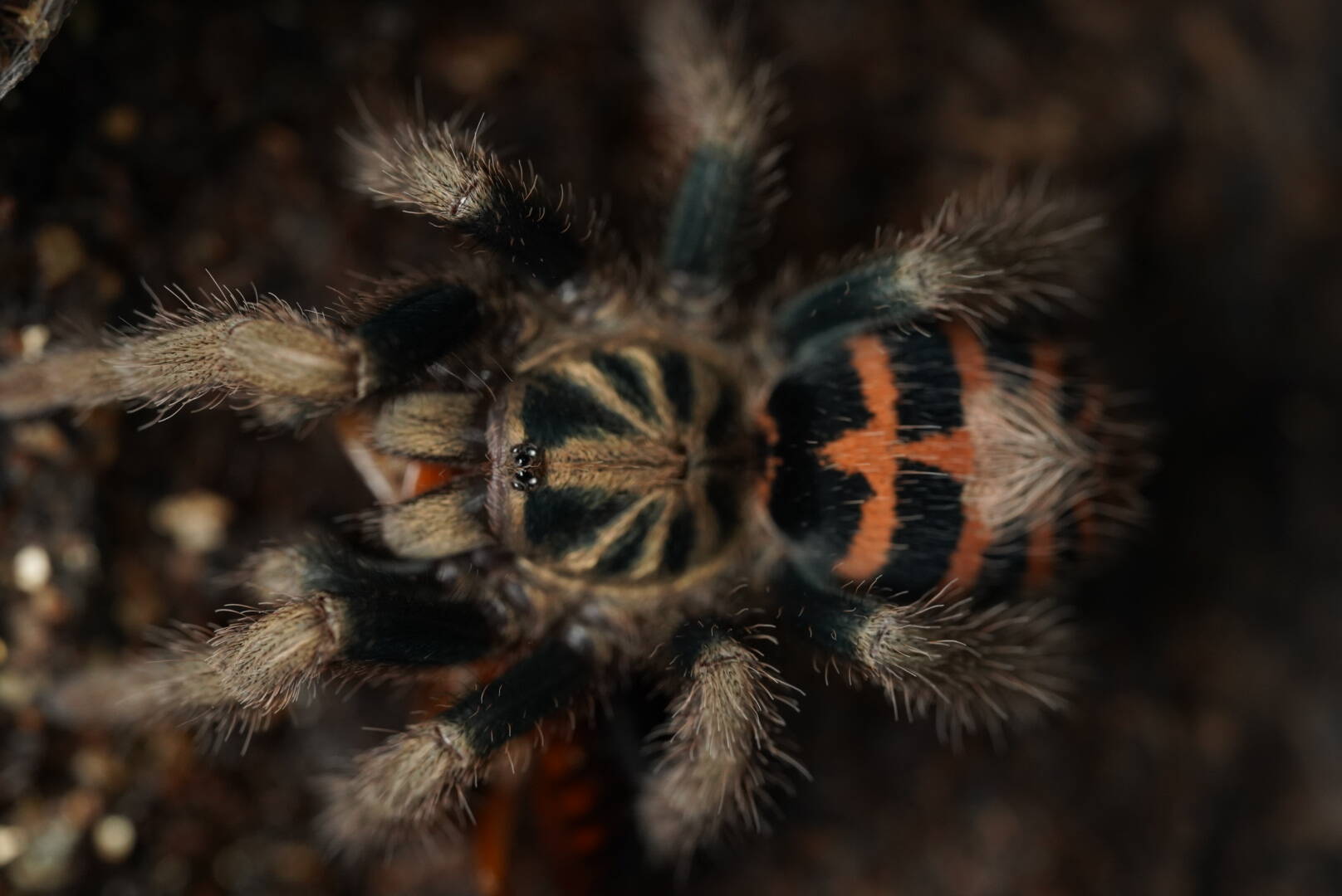 タランチュラ('70伊/仏) 多分♀】Omothymus sp. Sumatran Tigerタランチュラ LS10cm程