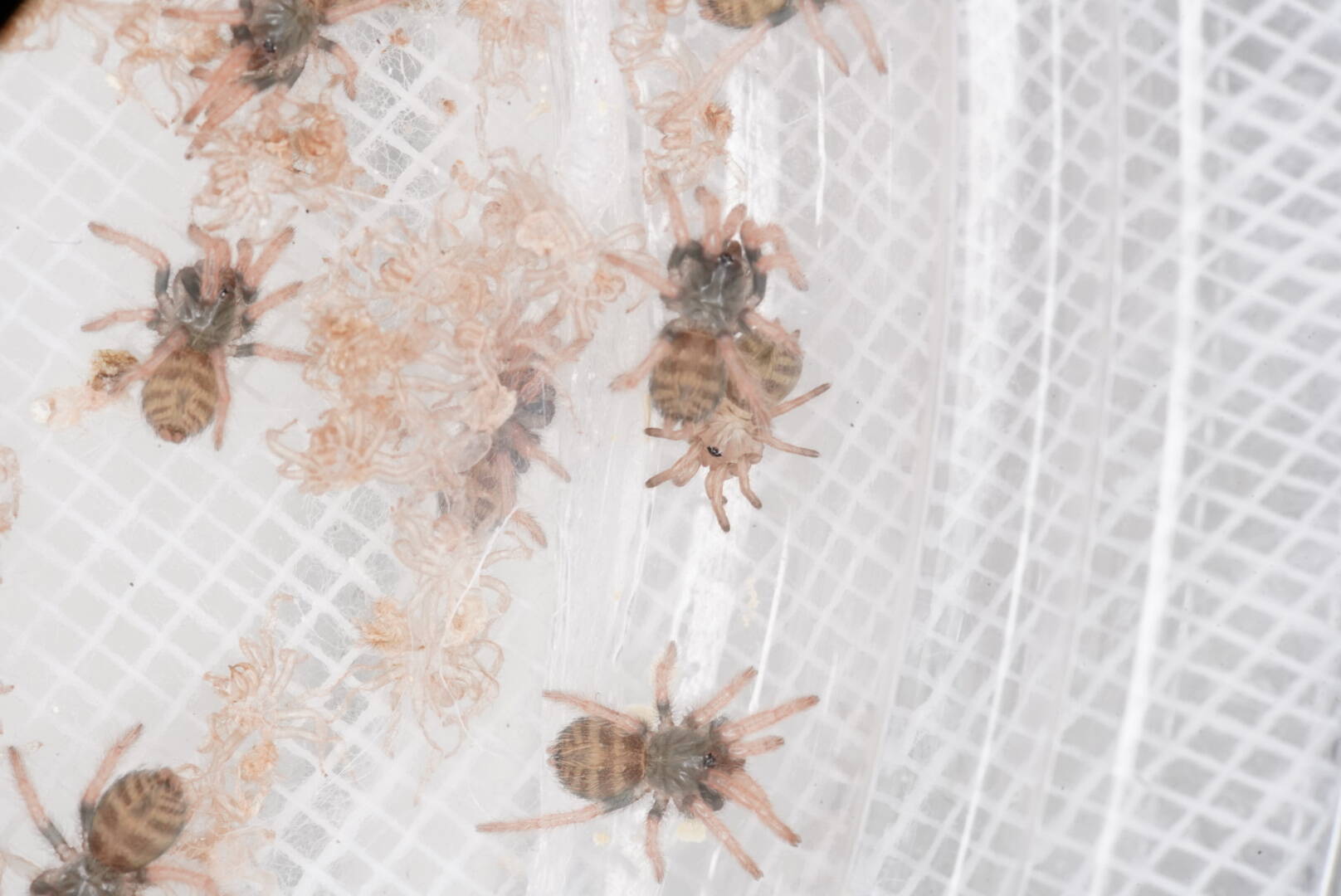 黄金の仮面】チアパスタイガーランプ/Davus sp. Chiapas | 奇蟲屋 榊