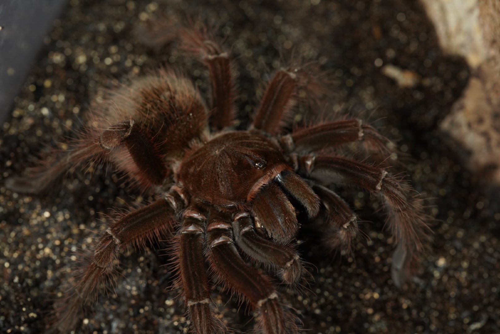 Theraphosa（テラフォサ）属の飼育方法 | 奇蟲屋 榊（タランチュラ通販店）