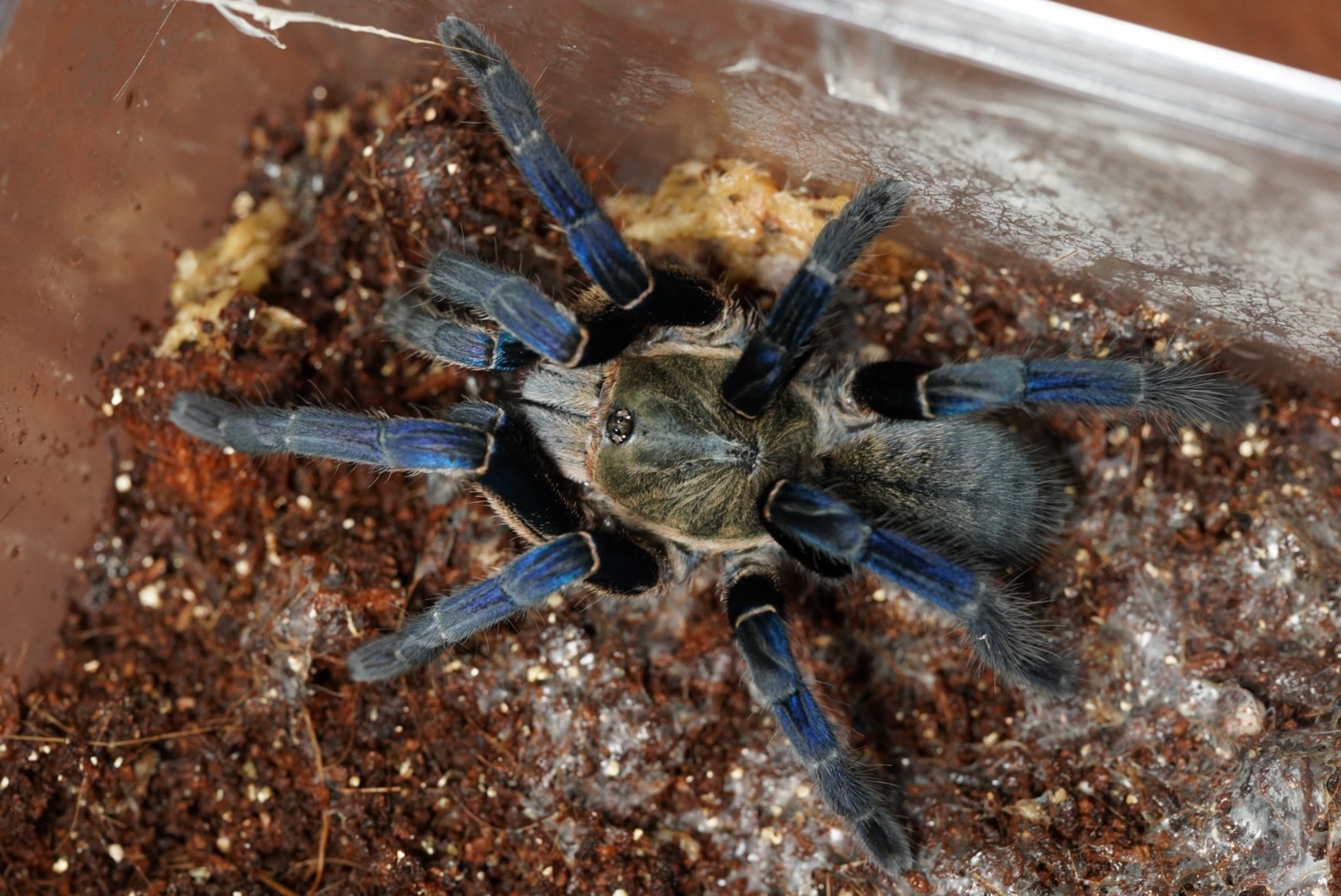 初心者お勧め第一位】グリーンボトルブルー/Chromatopelma cyaneopubescens | 奇蟲屋 榊（タランチュラ通販店）