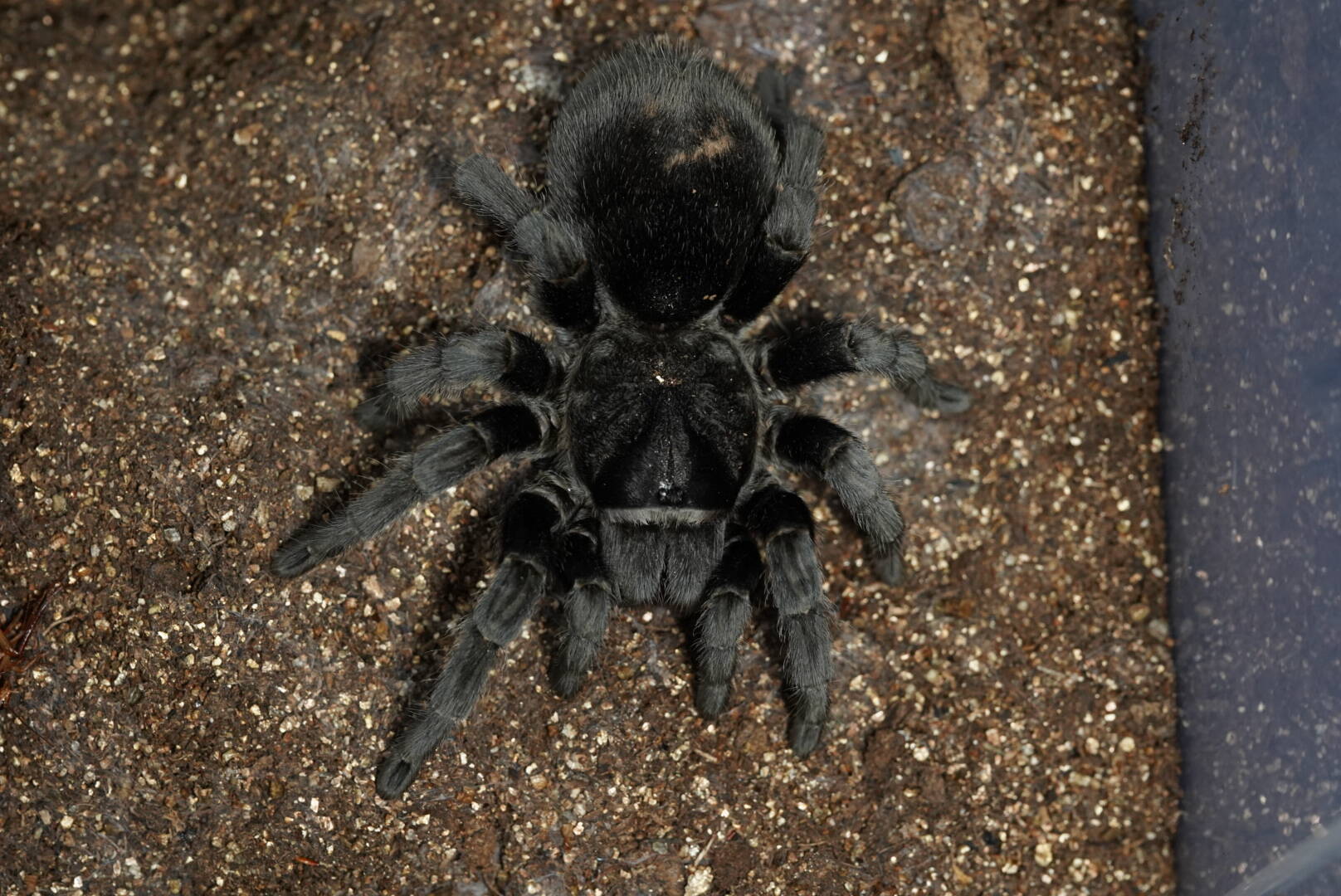 漆黒の貴婦人】ブラジリアンブラック | 奇蟲屋 榊（タランチュラ通販店）